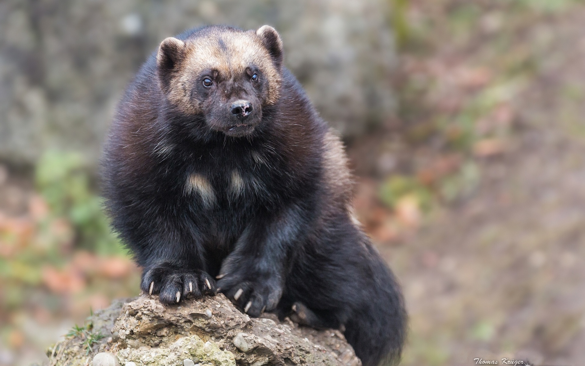 wolverine, animal, zhivotnye