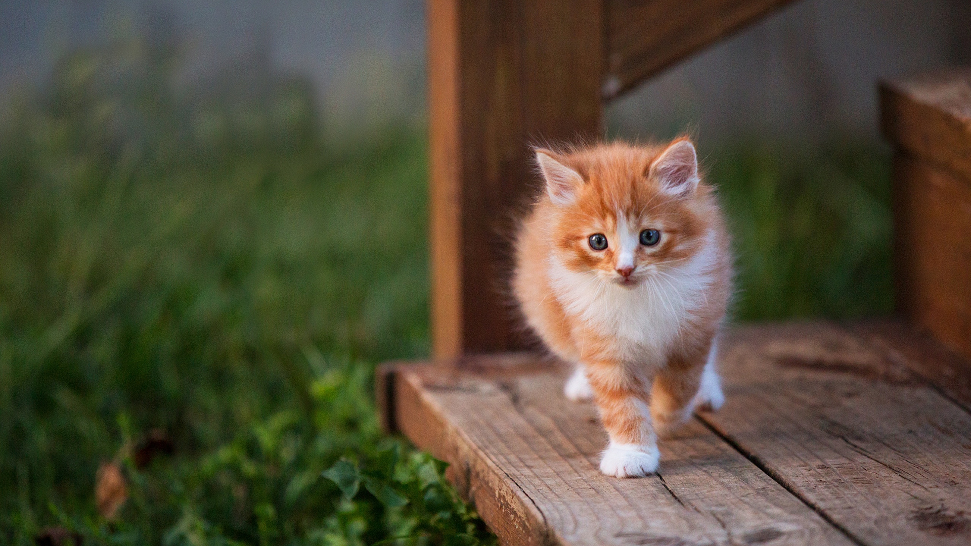 котенок, ребенок
