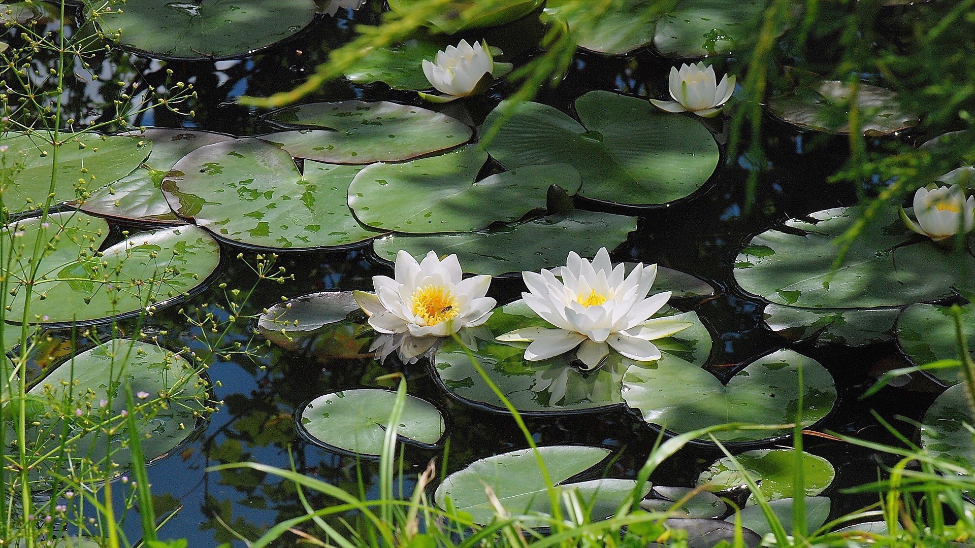 лилия, вода, крапивница