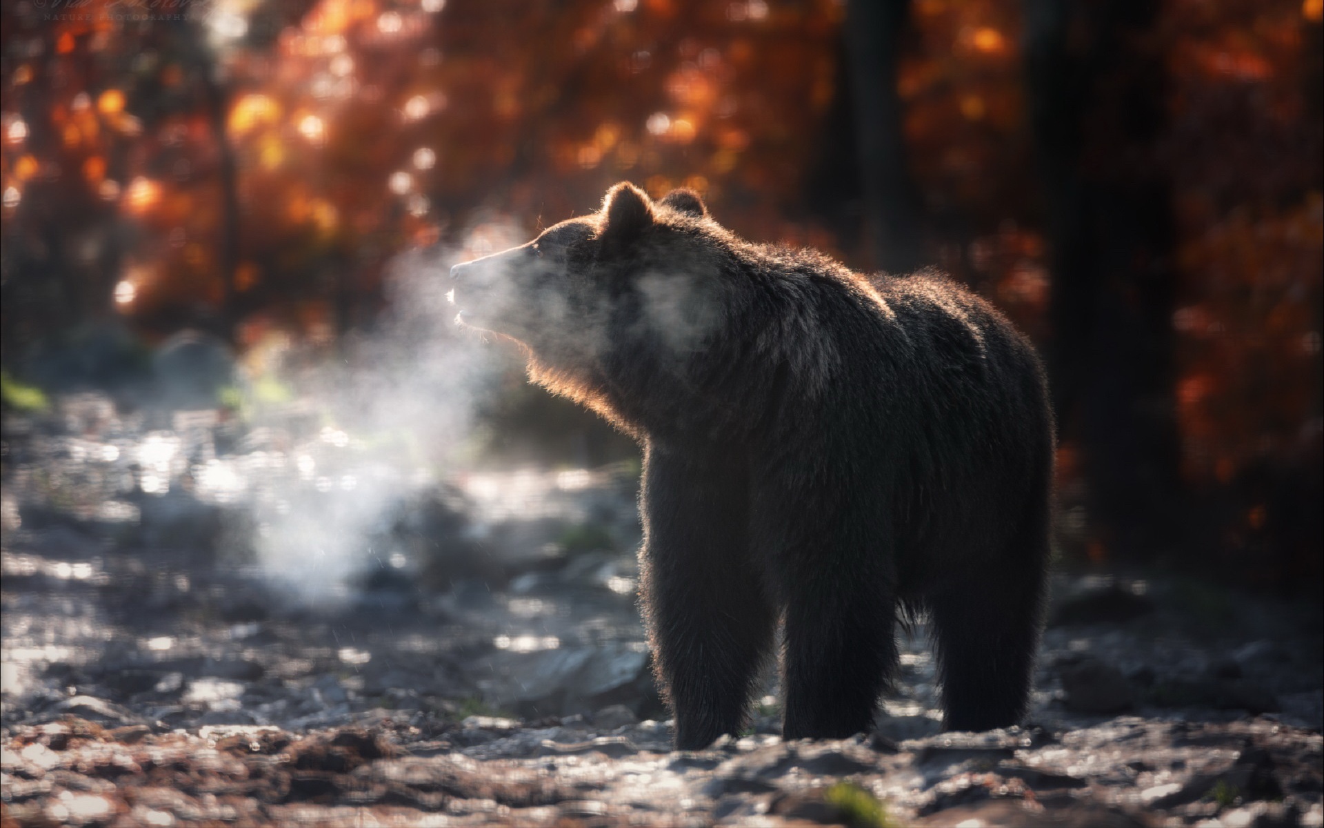 Бурый медведь осень