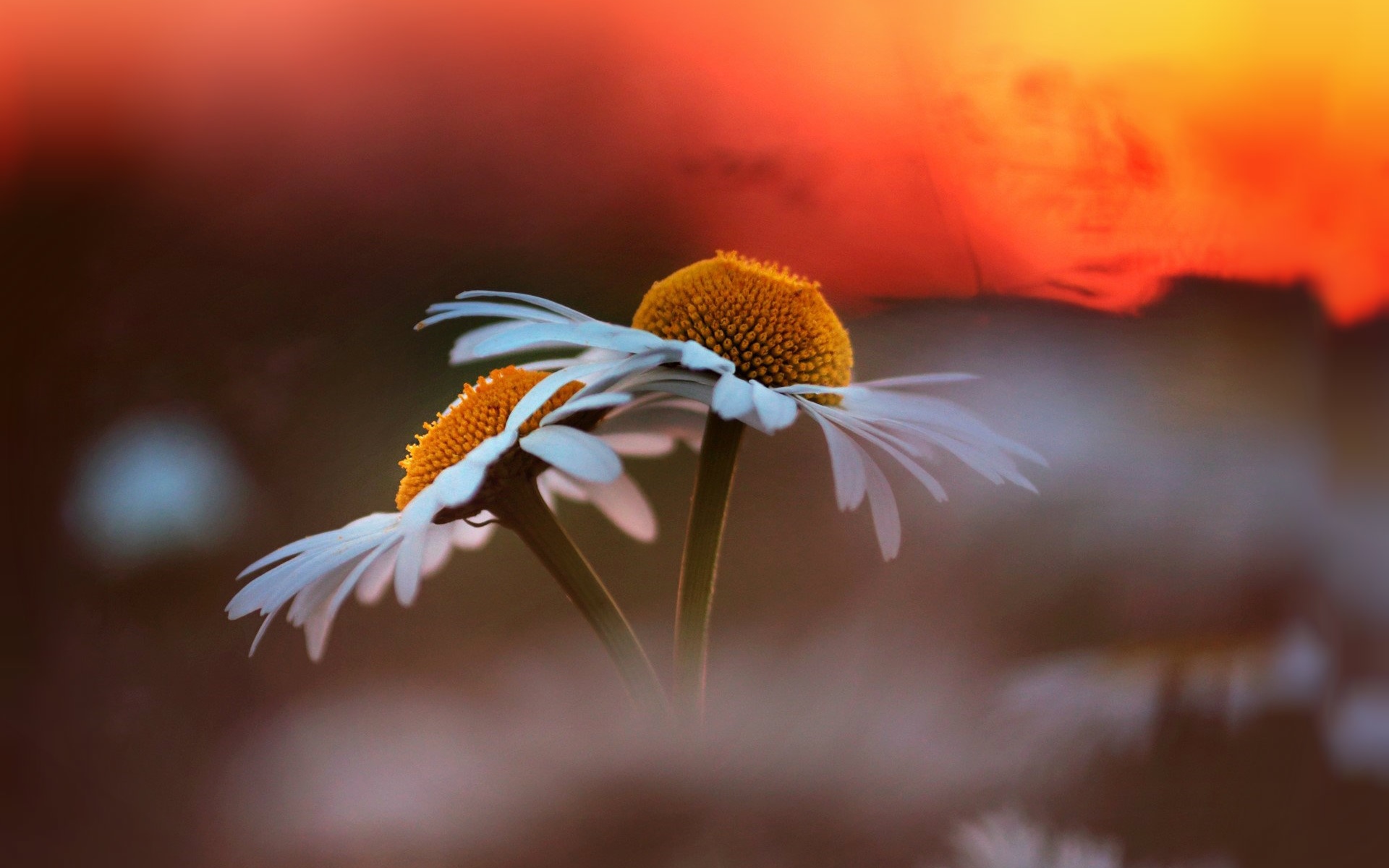 анима, розы, на