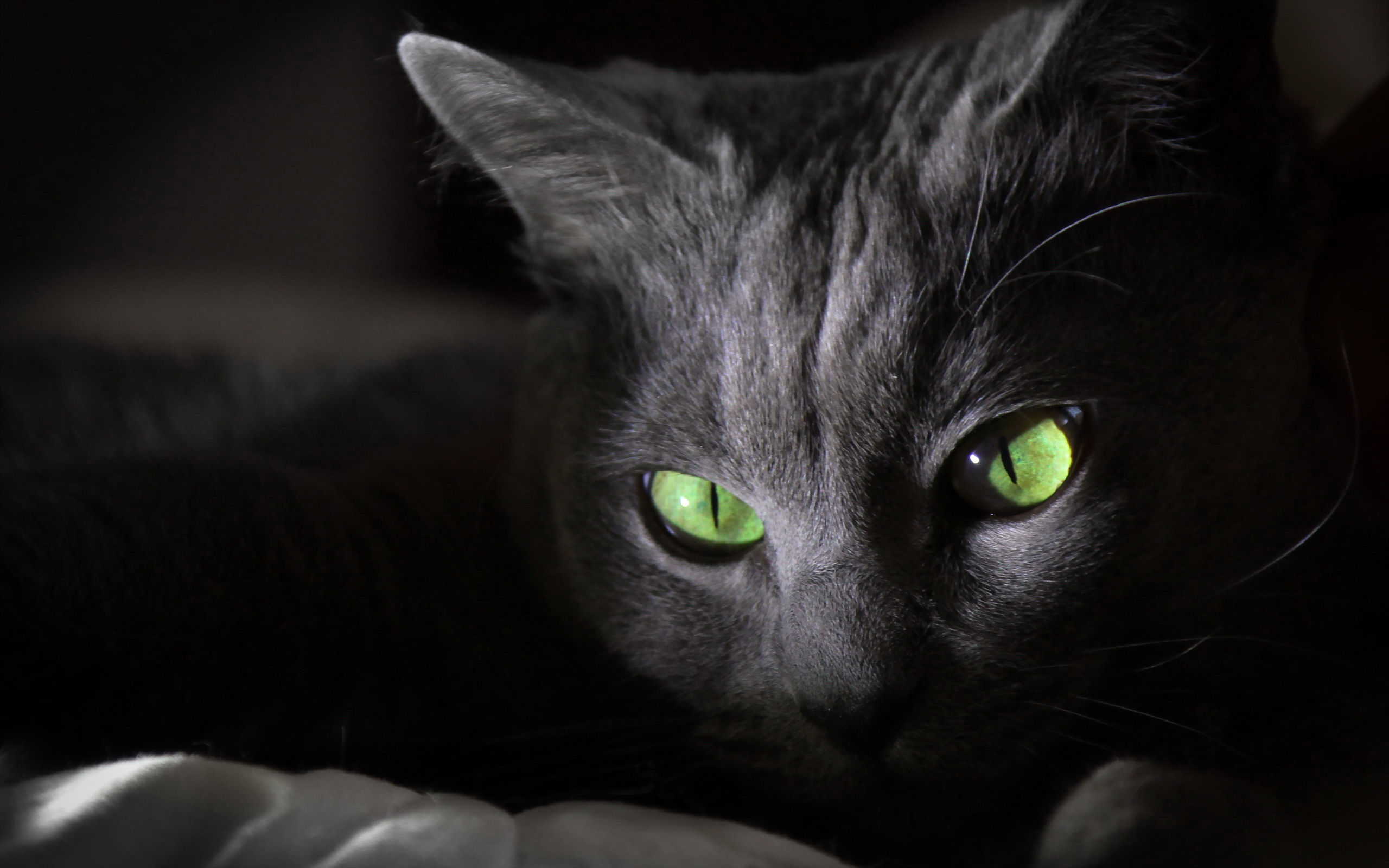 черный кот повязка глаза бесплатно