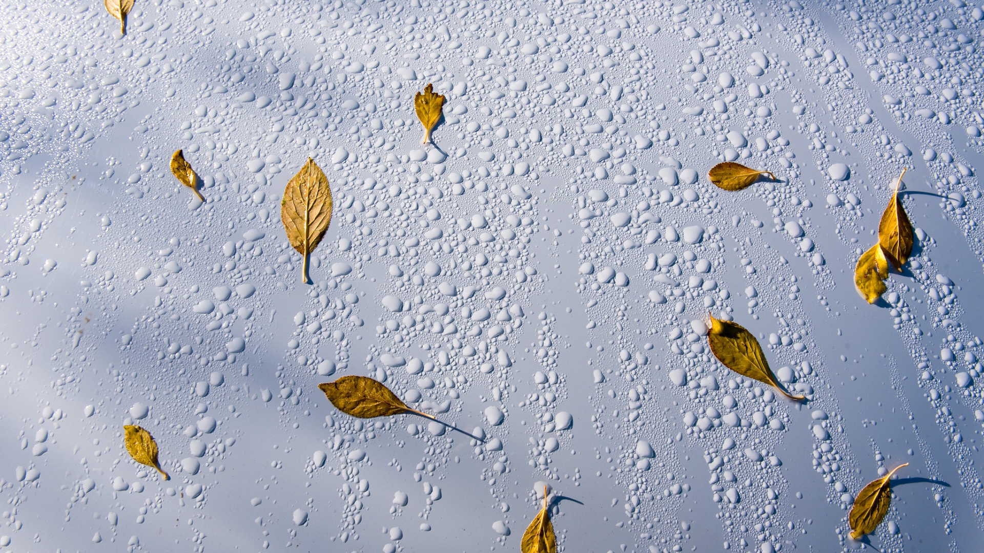 drop, природа, winter