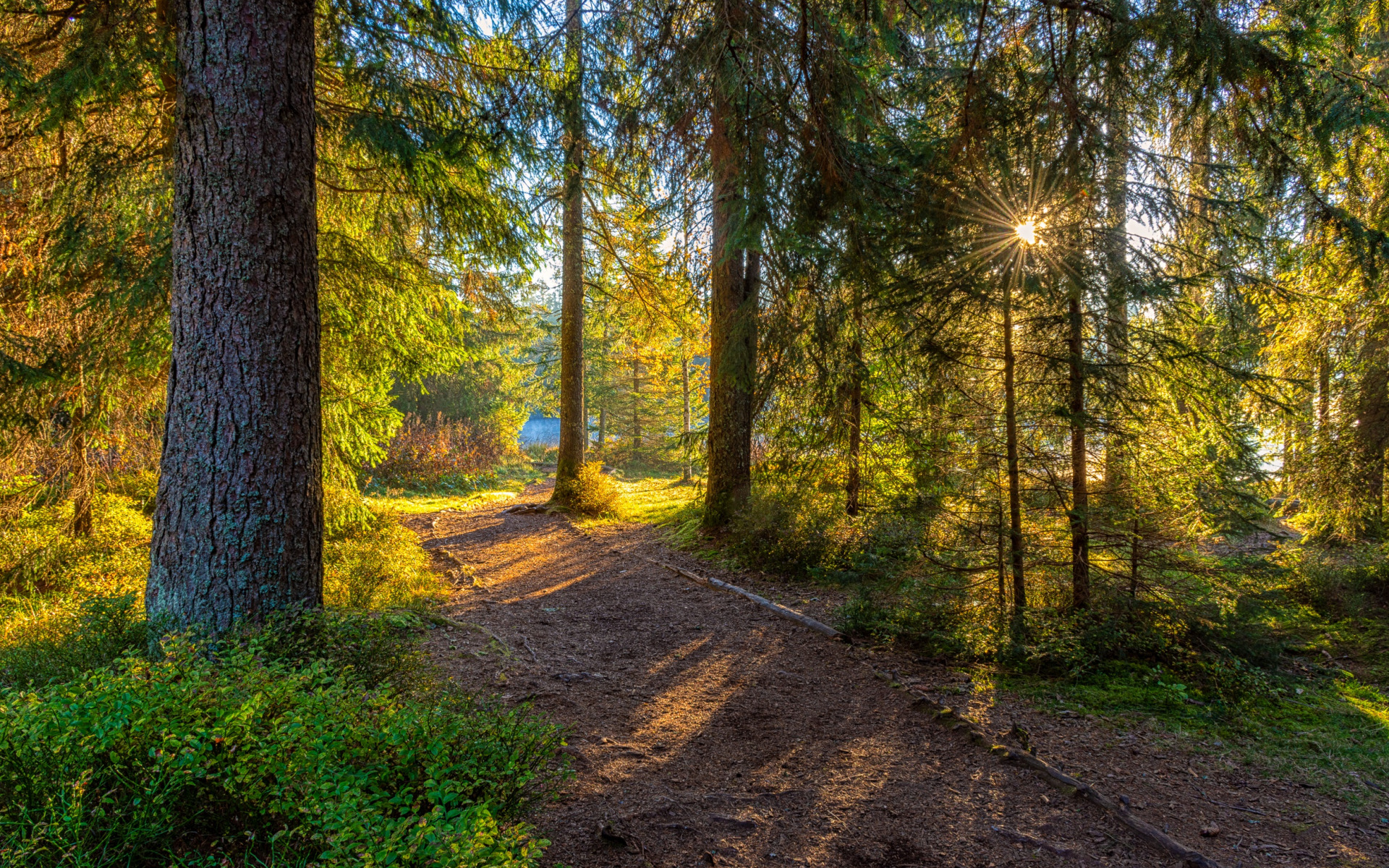 fore, луч, свет