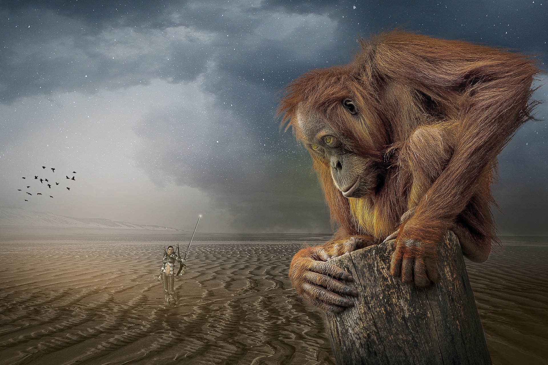 orang, utan, kostenlose