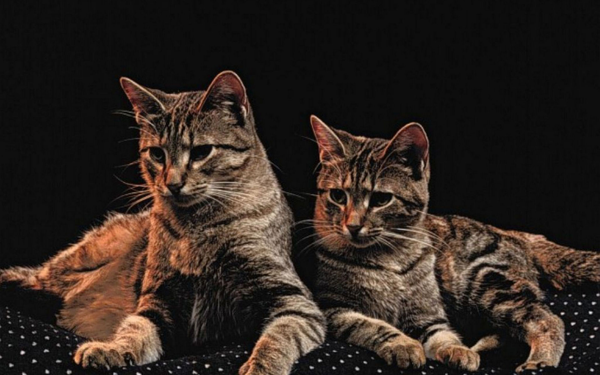 They cats. Chat Wallpaper Cats. Chat desktop. Chat Resolution.