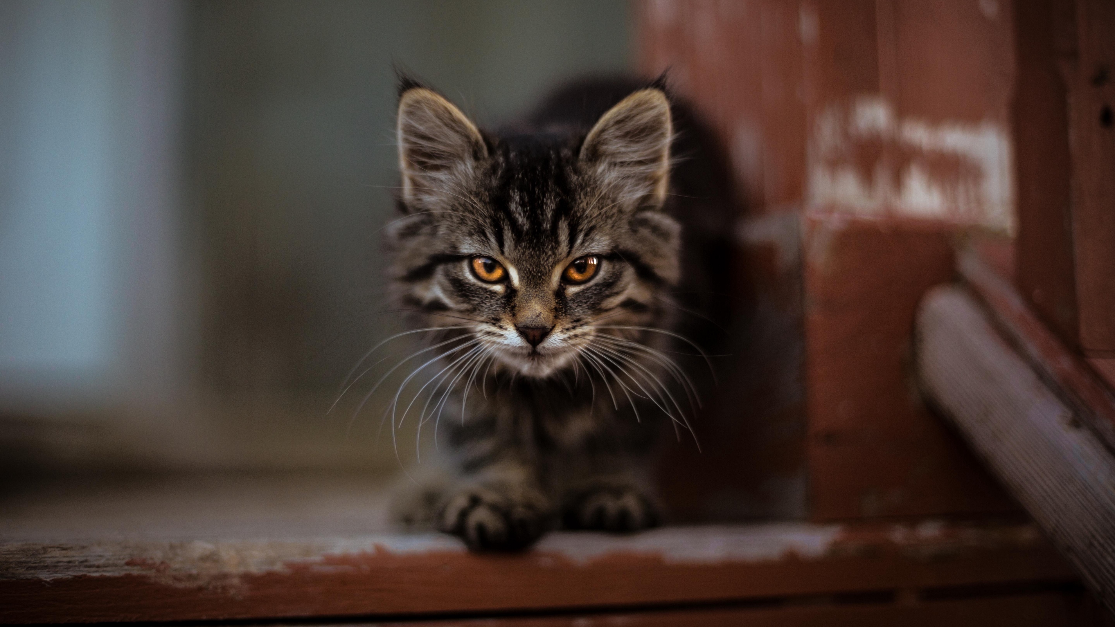 ультра, котенок