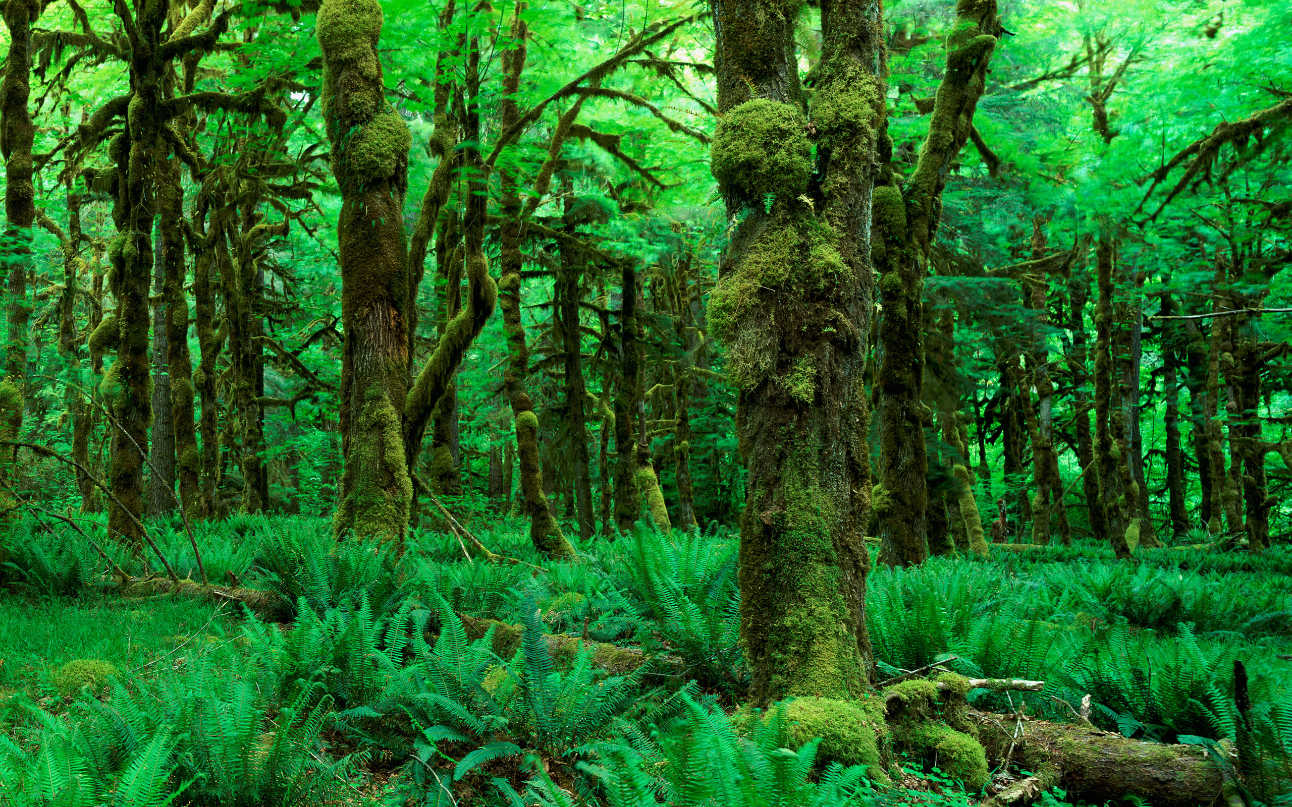 В зеленом лесу без смс