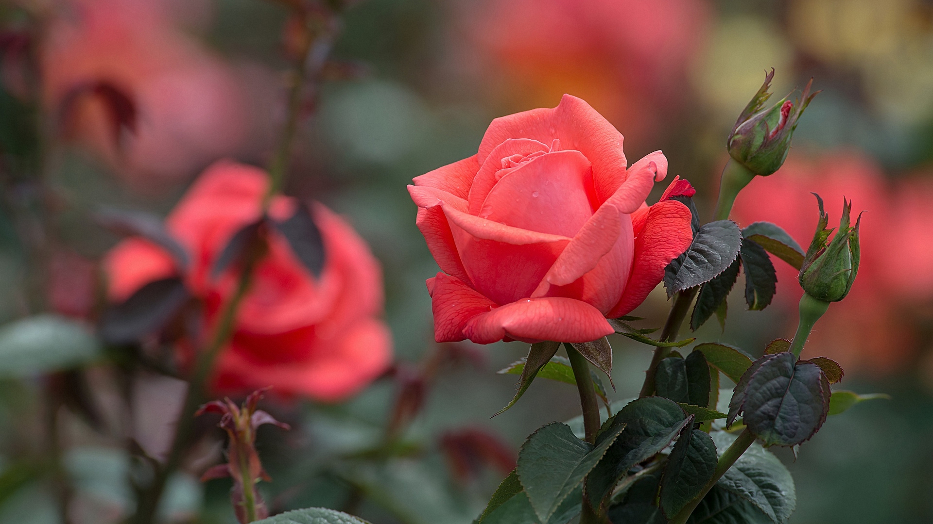 пухлые, кусты