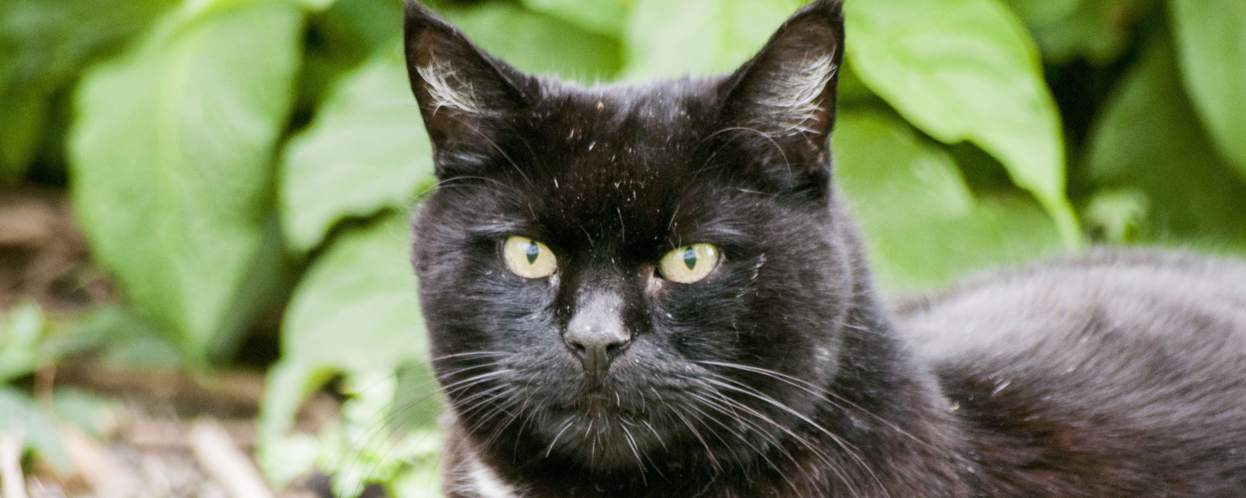 черный, черный, черный