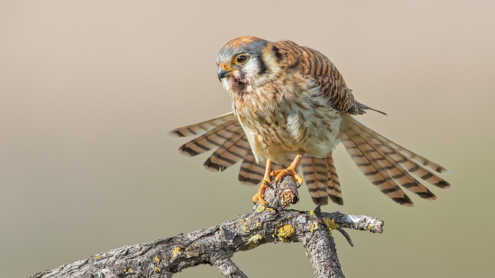 kestrel