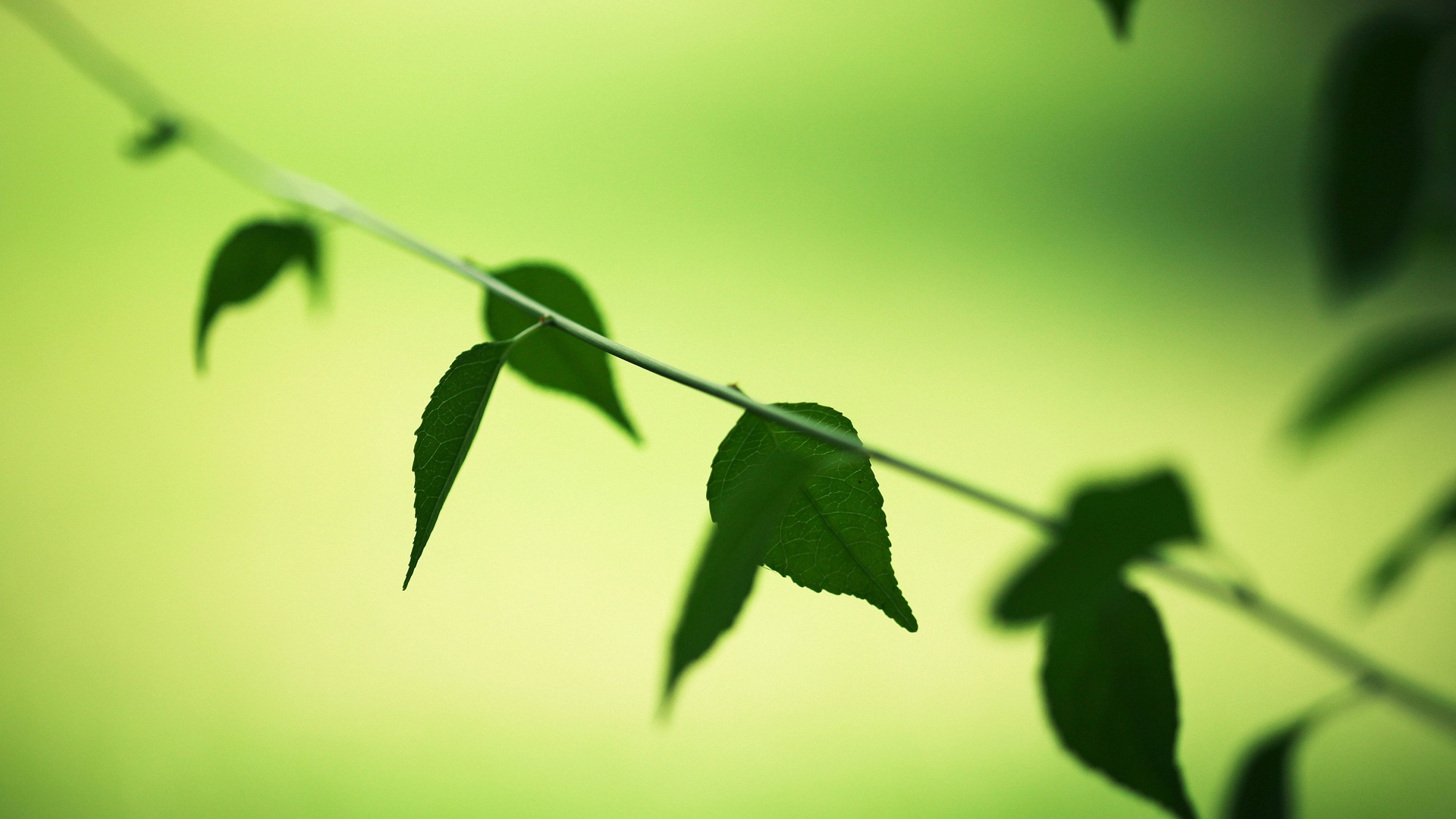 зелёный, дерево, leaf