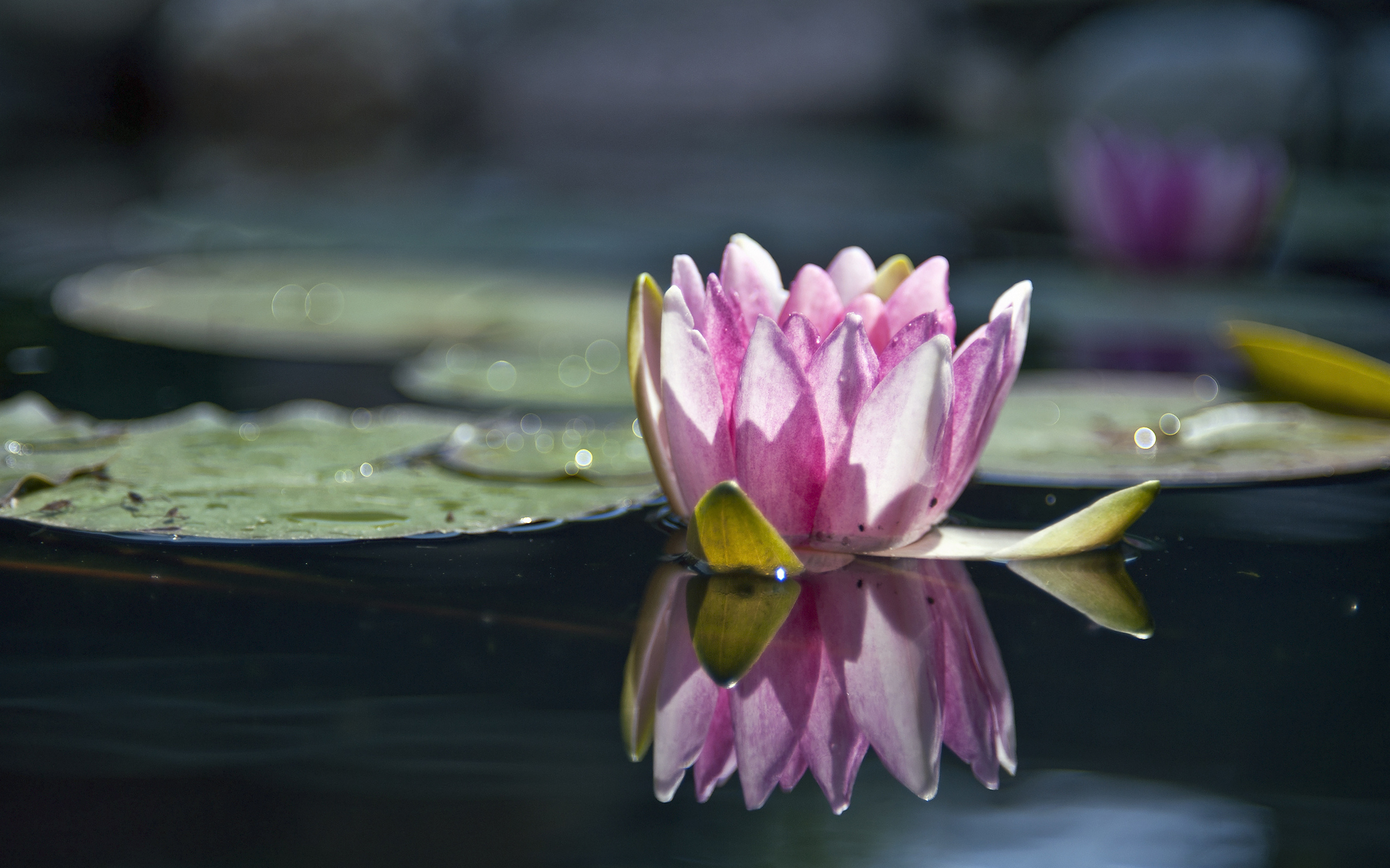Кувшинка цветок природа вода озеро водяная лилия без смс