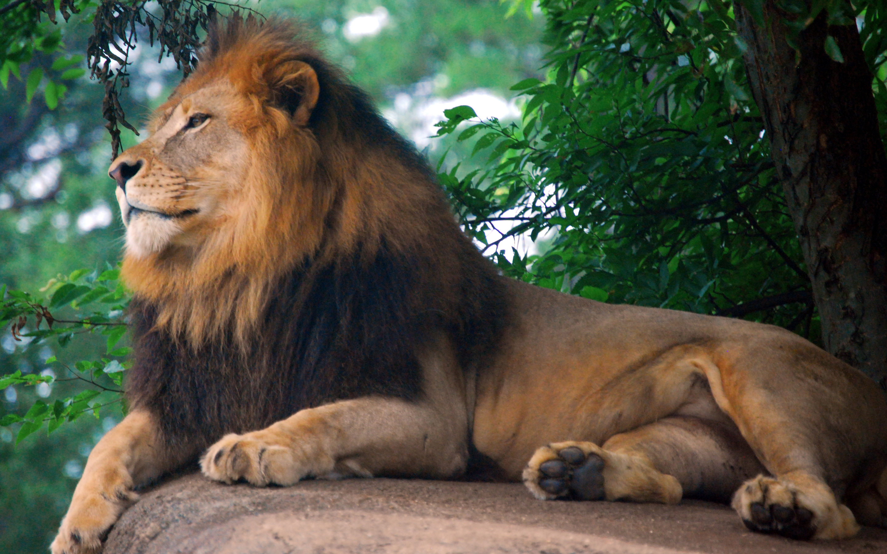 león, леон, лайдо