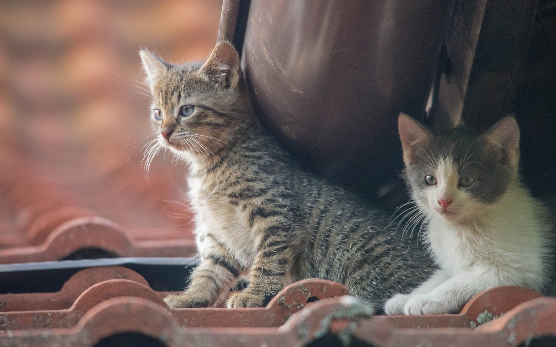 котенок, имбирь
