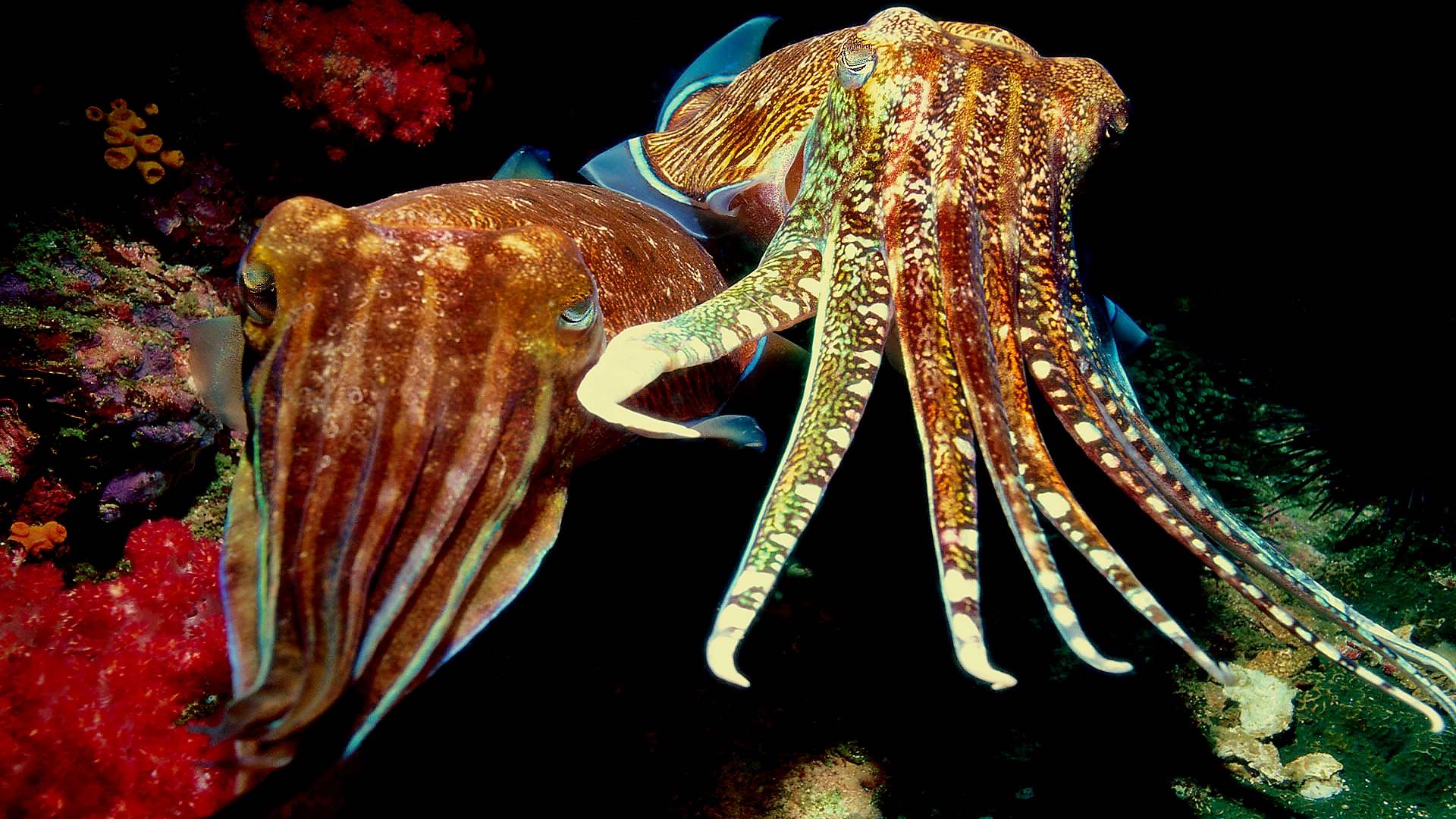animal, zoology, rukarakatica