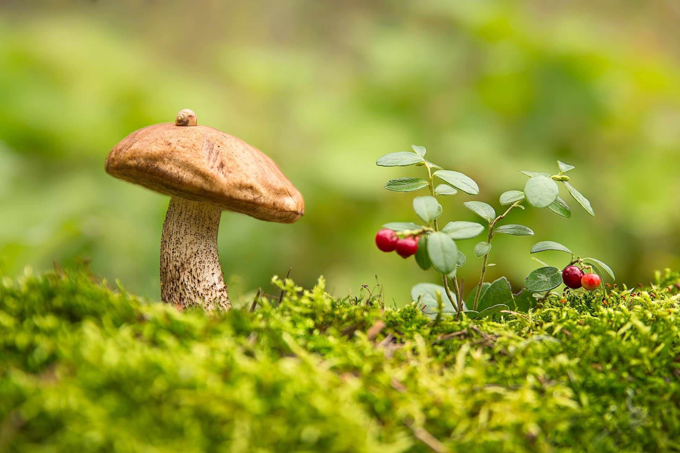 гриб, осень, пенный