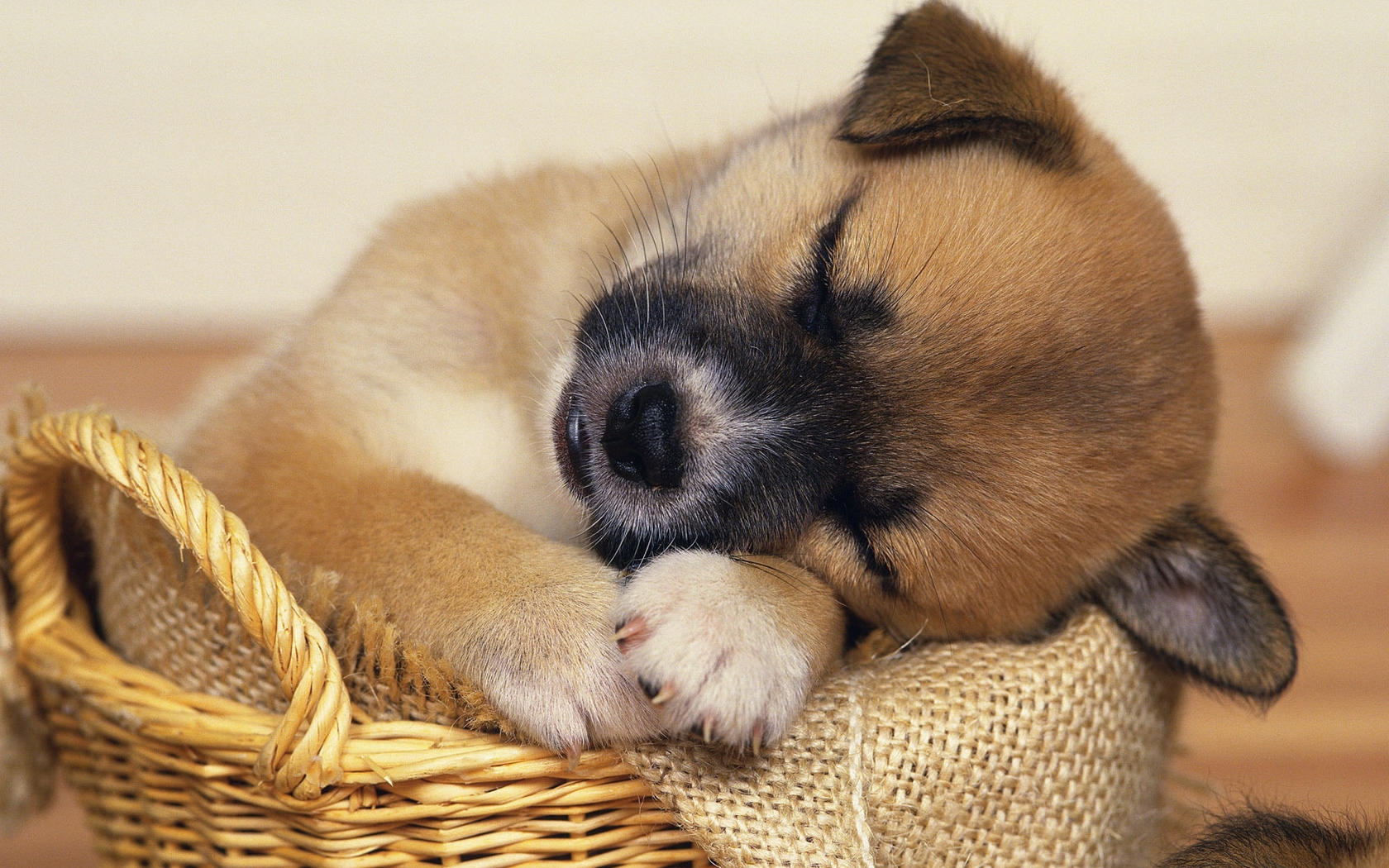 perros, noches, buenas