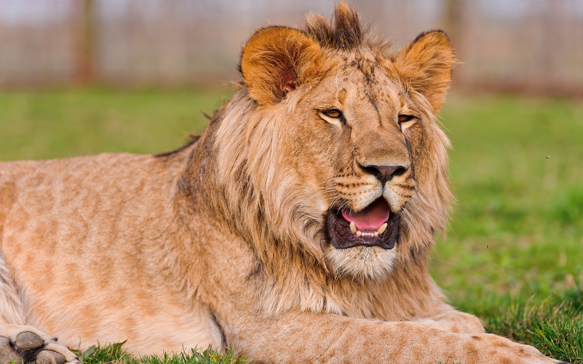 природа животные лев морда nature animals lion muzzle скачать