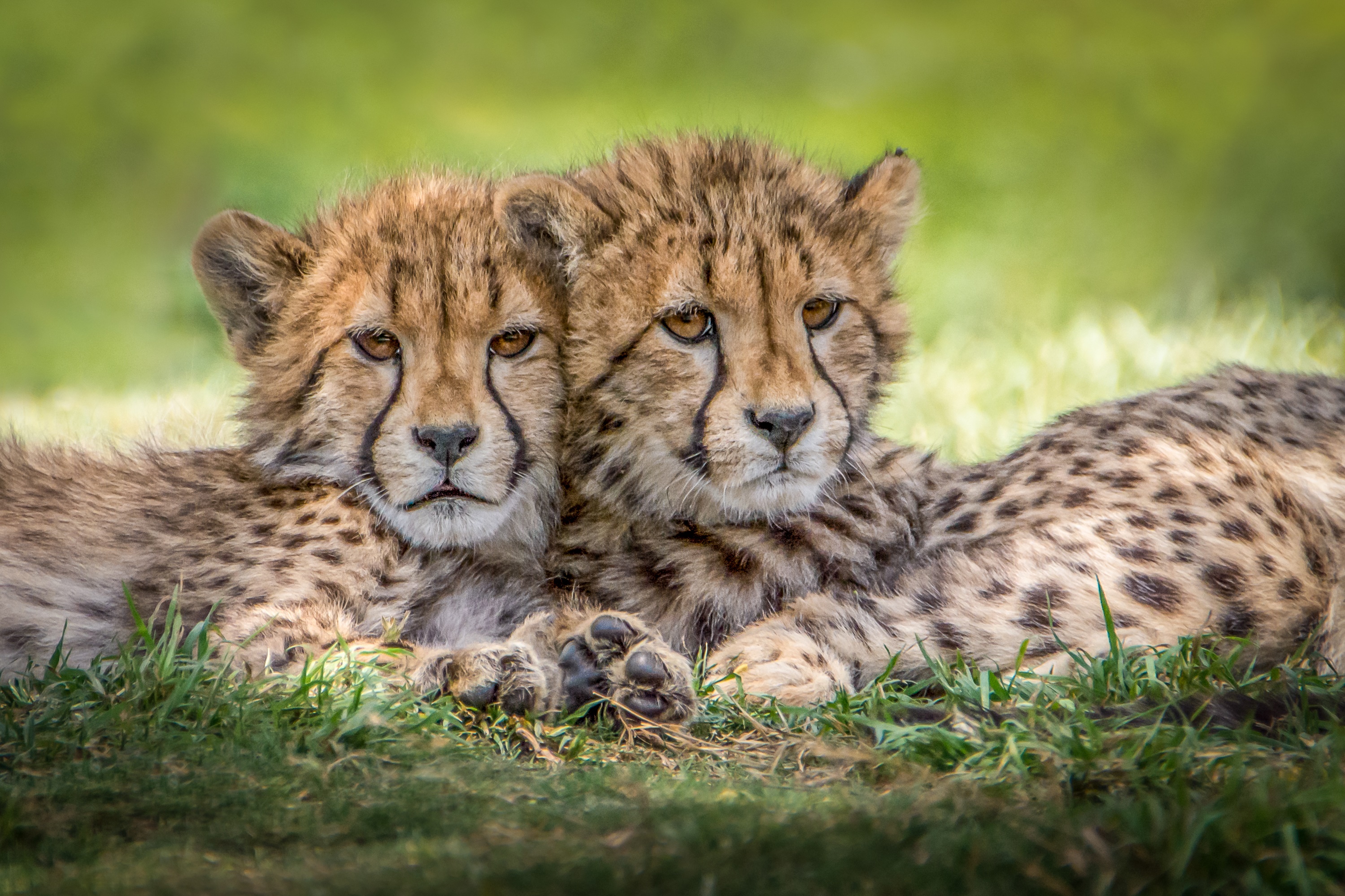 Любое разрешение. Красивые животные фото пазлы. Леопард мама и детеныш. Cheetah Cubs обои на рабочий. Гепар д детеныш с Бокуд.