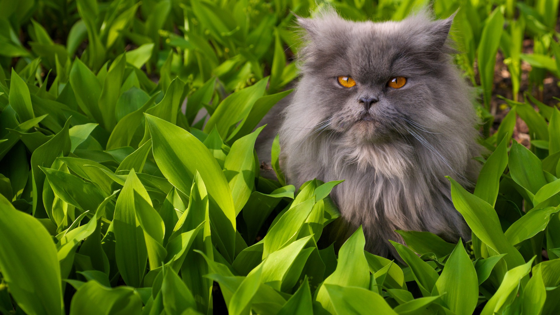 котенок, растение, животное