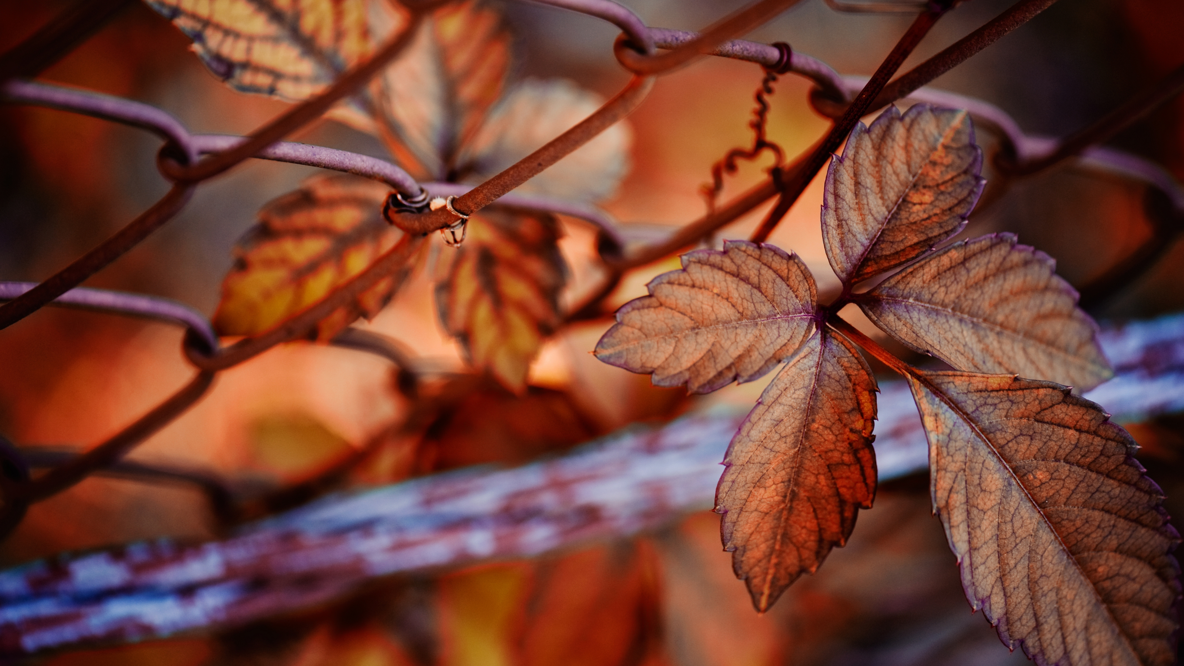 valezhat, осень