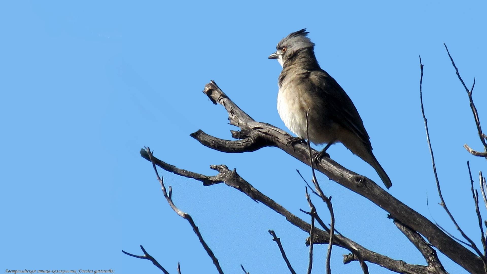 клинописец, птица, псофод