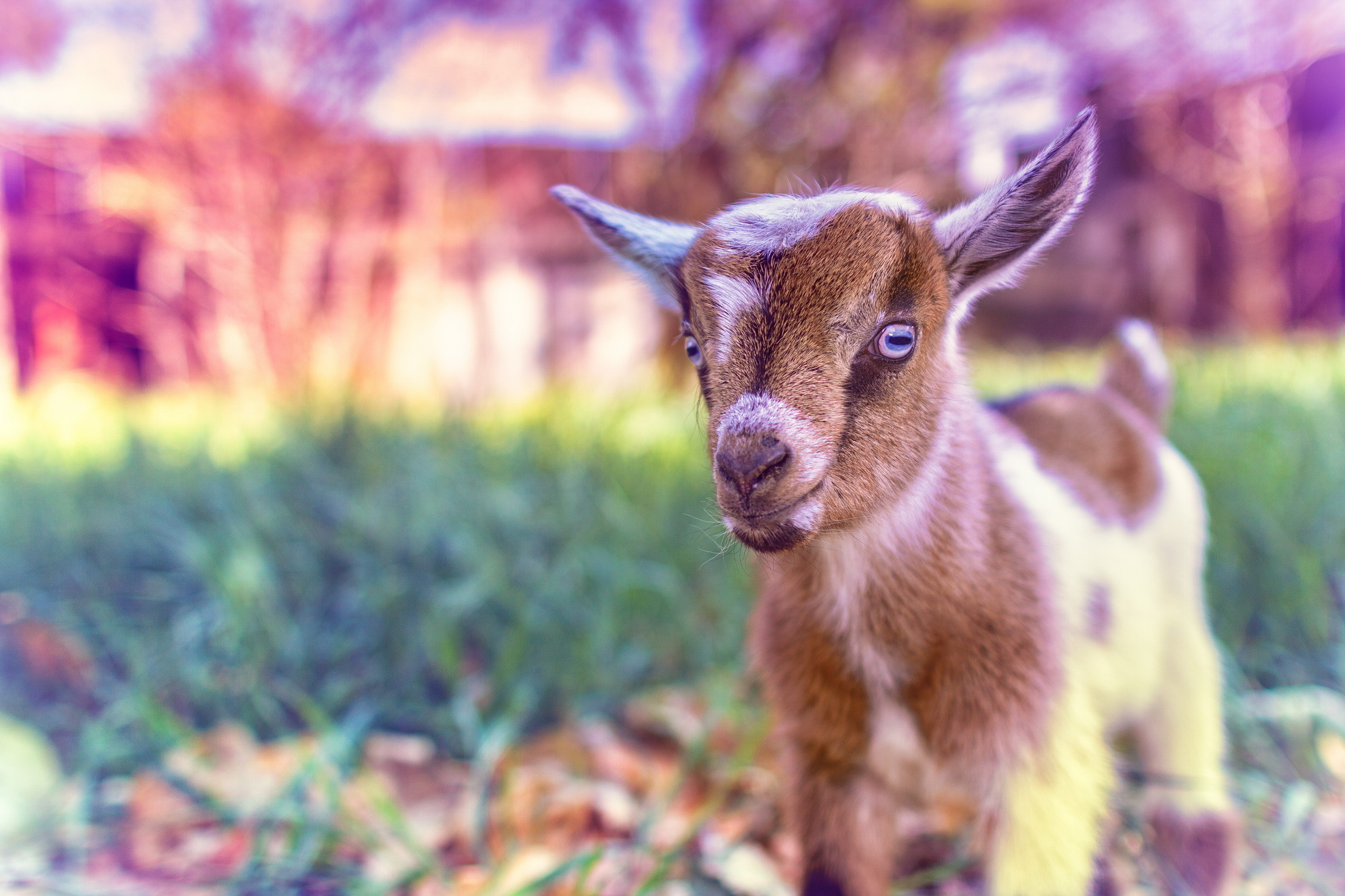 природа животные козы трава забор скачать