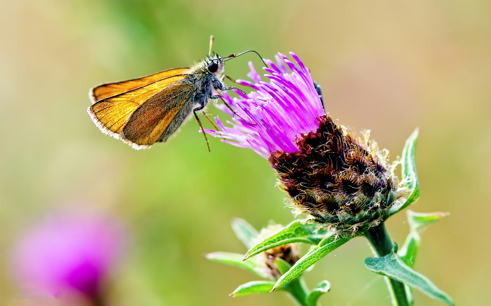 insectos, par, sur