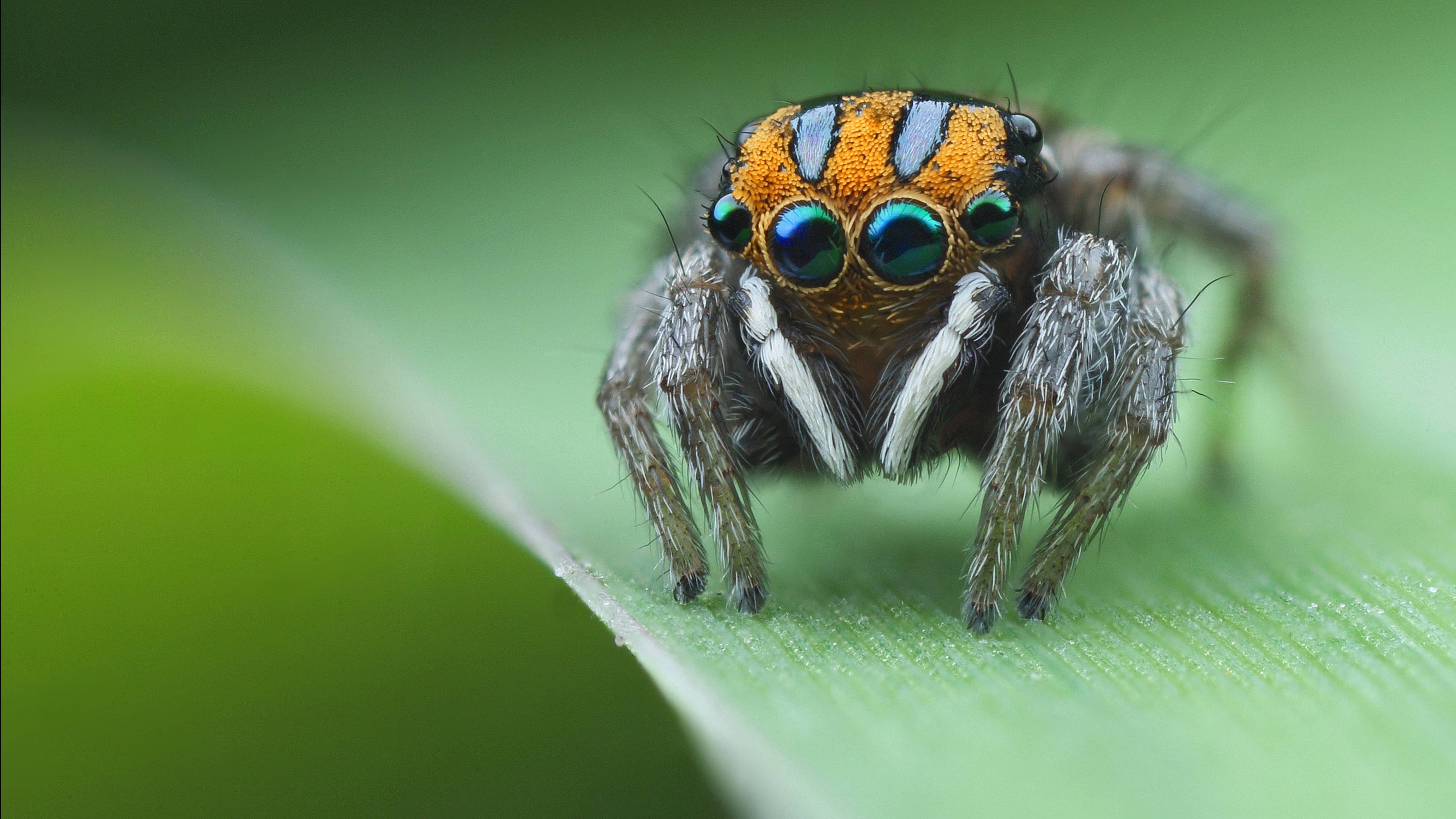 parasitism, wikipediaparasitism, definition