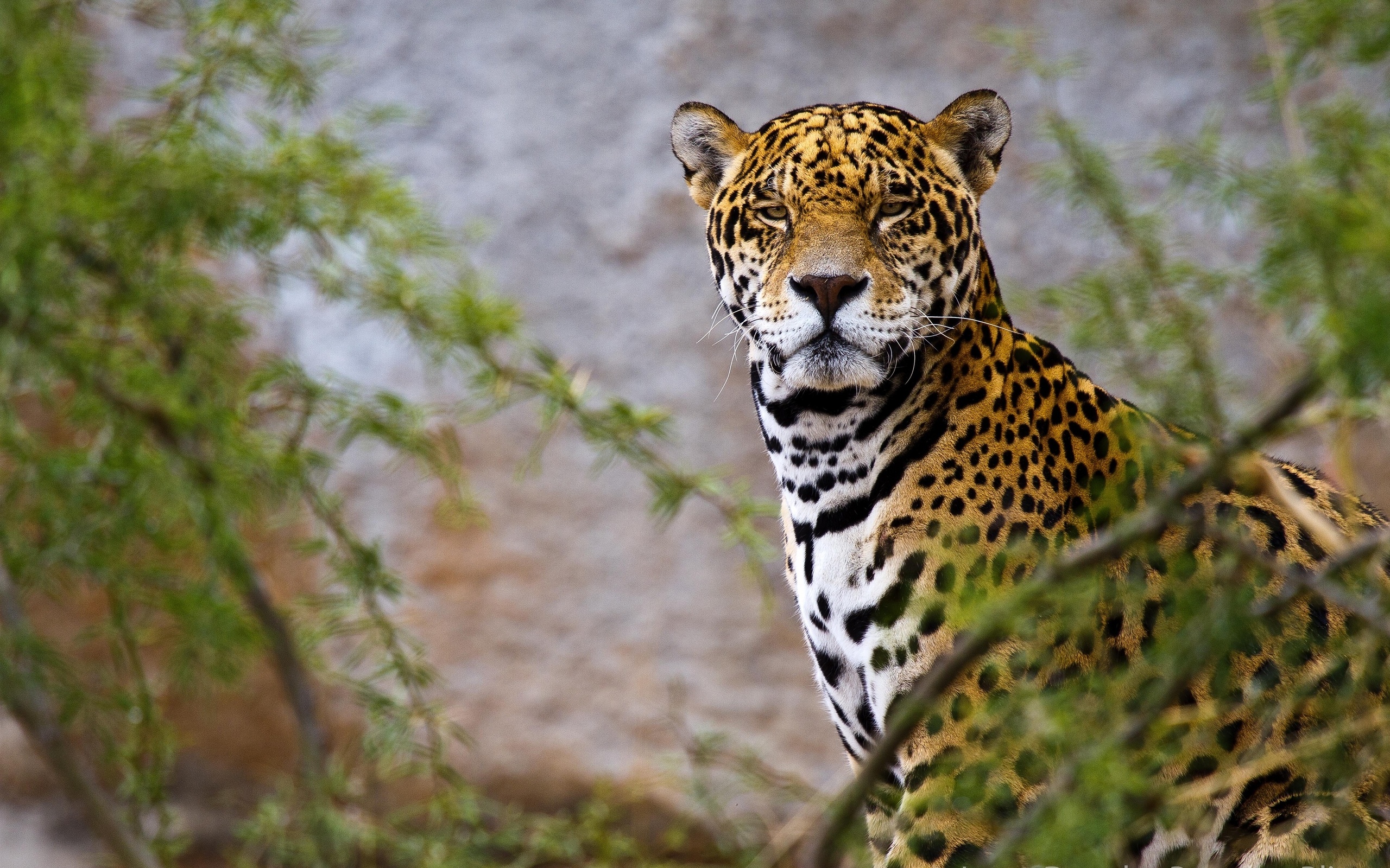jaguar, iphone, животное