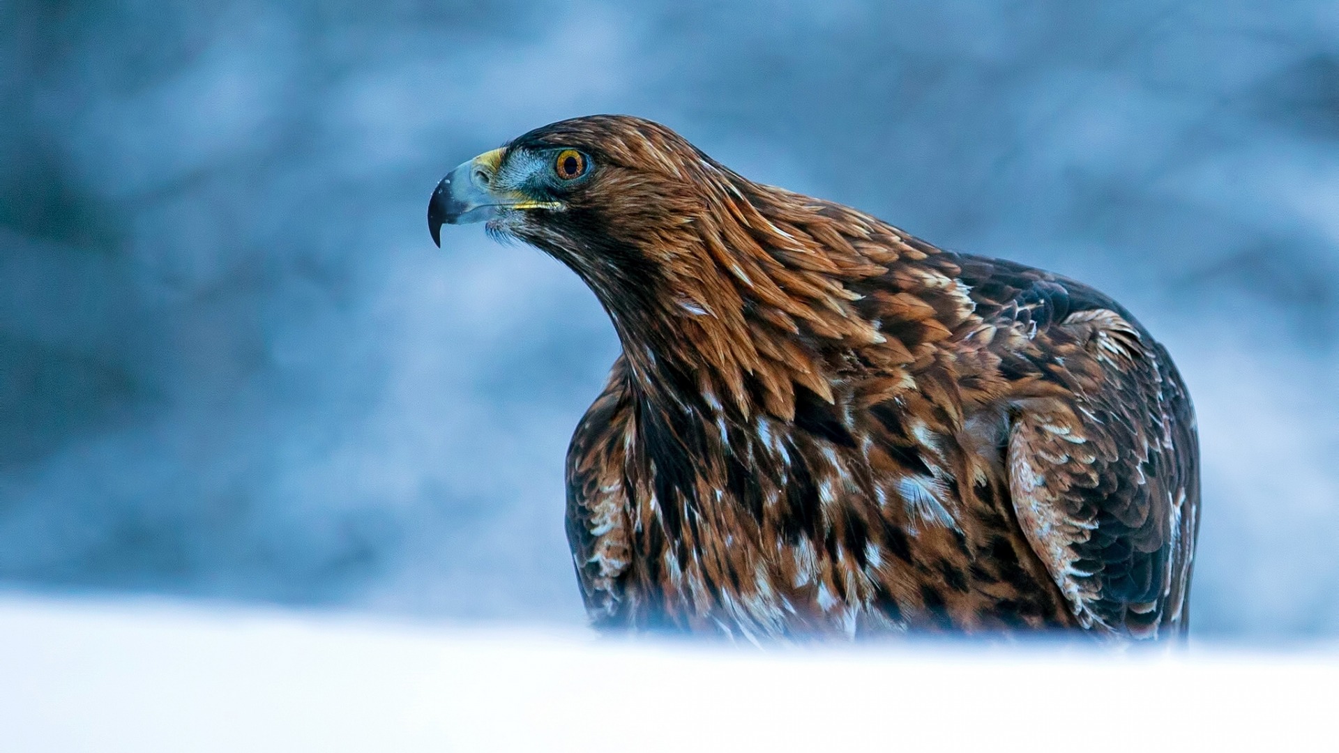 телефон, компьютер, телефон