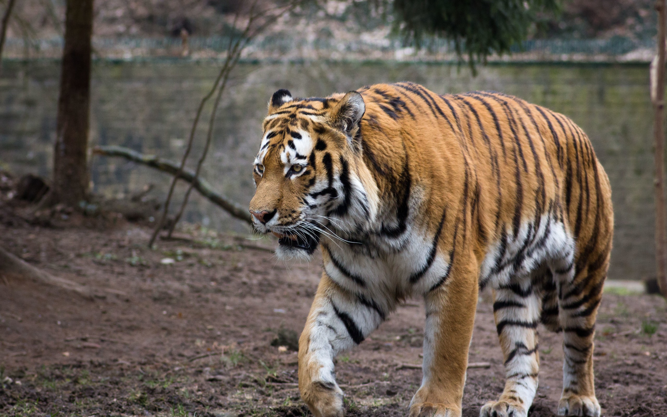 Кошка тигр. Amur Tiger. Amur Tiger picture. Уссурийский тигр фото с человеком. Фото тигра малый размер и.