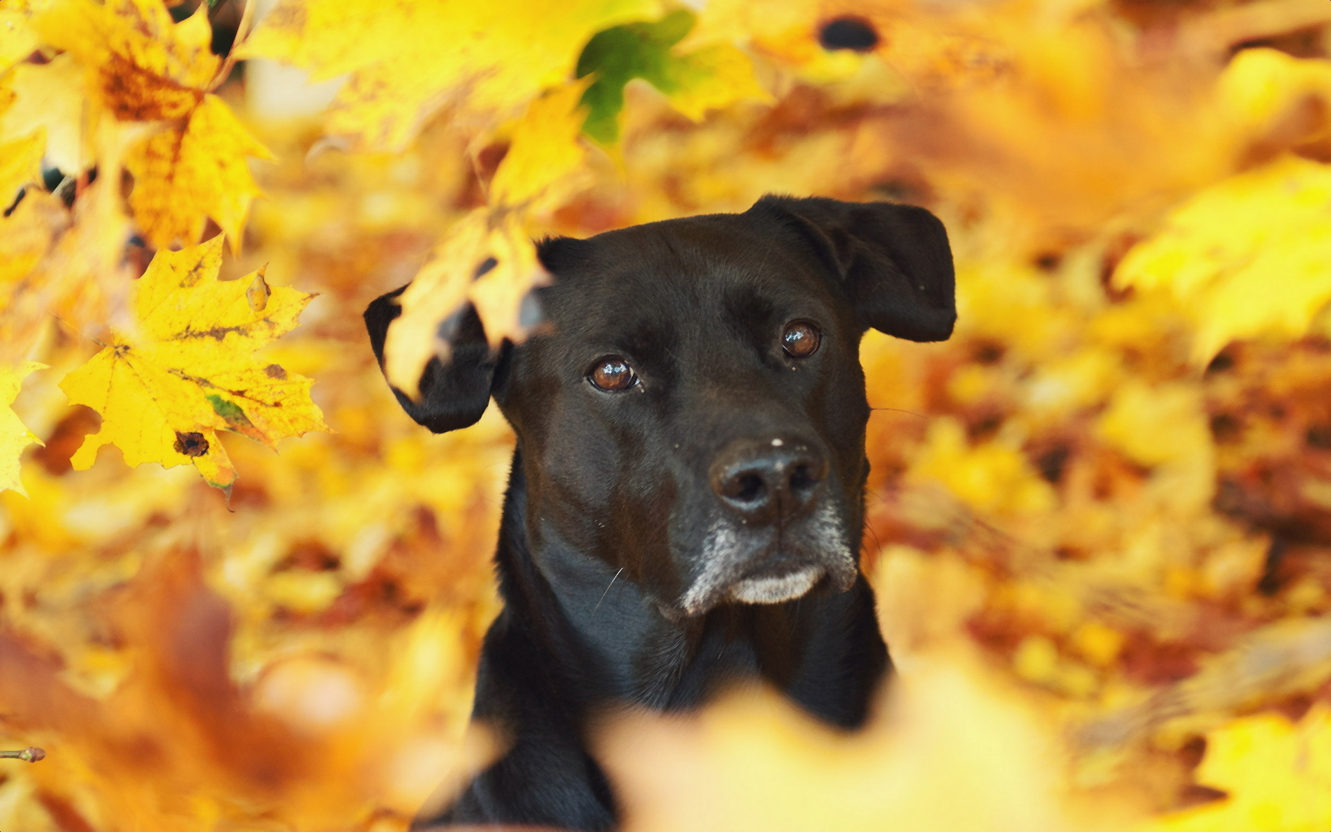 природа животные собака мопс листья осень скачать