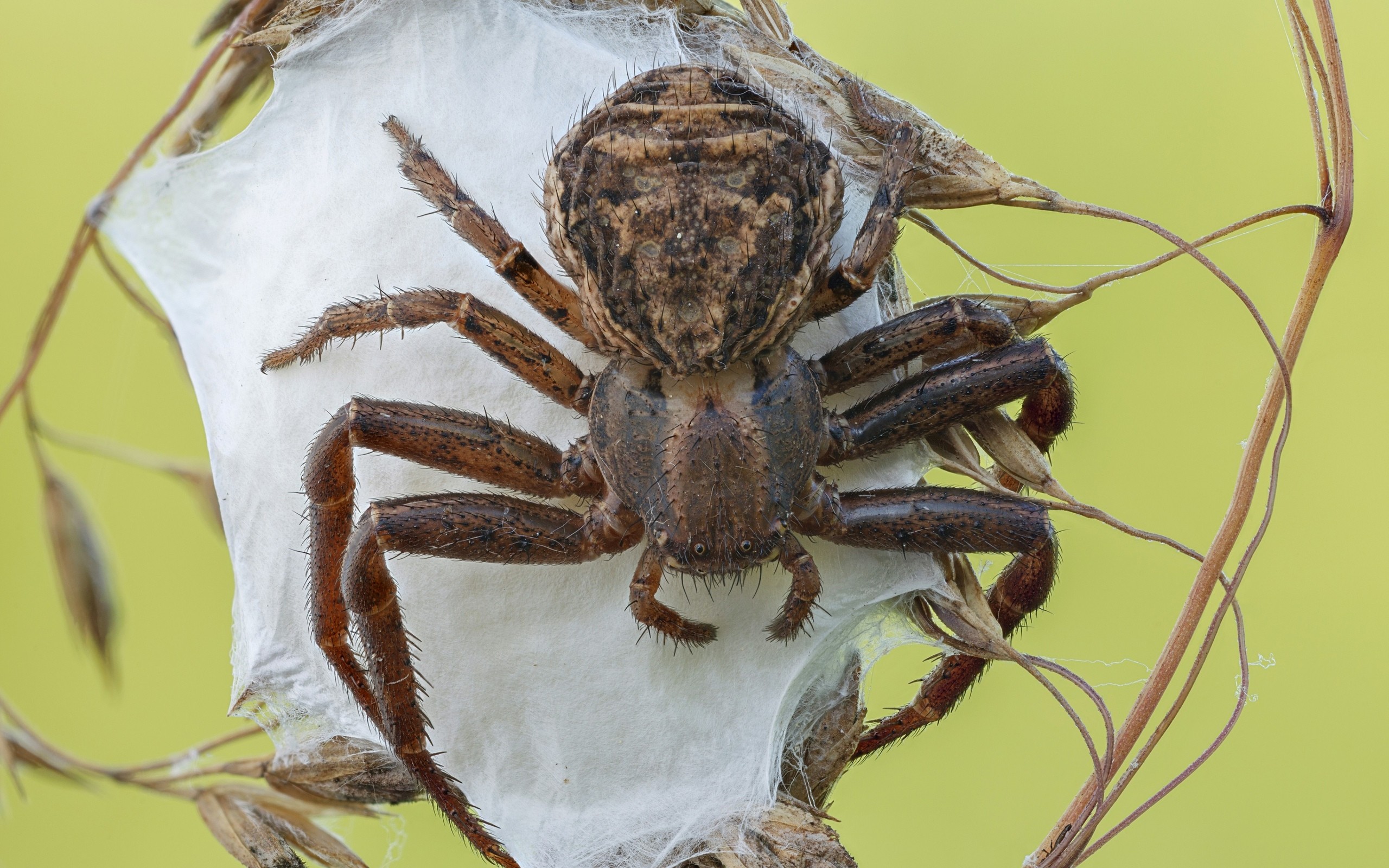 araneus, diadematus, wikipediapaukoobrazny i