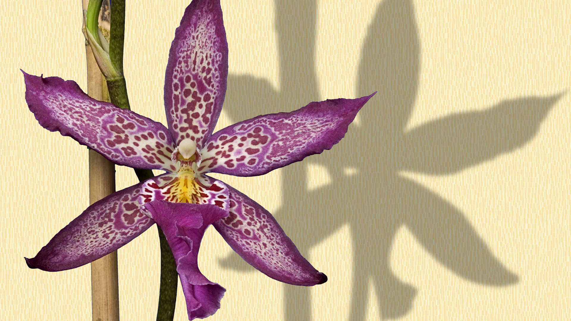 орхидея, обсуждение, цветы