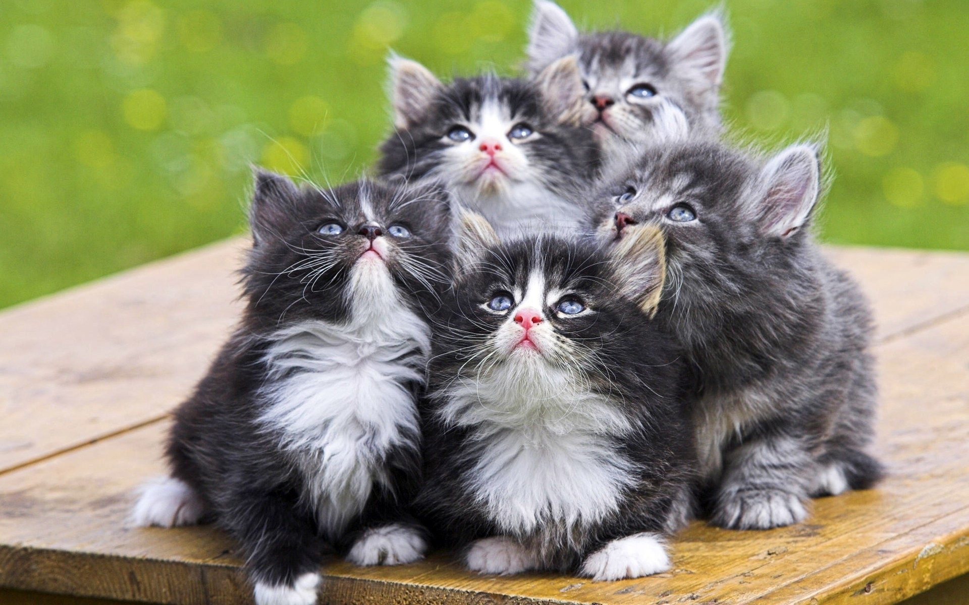 котята, котят, серые
