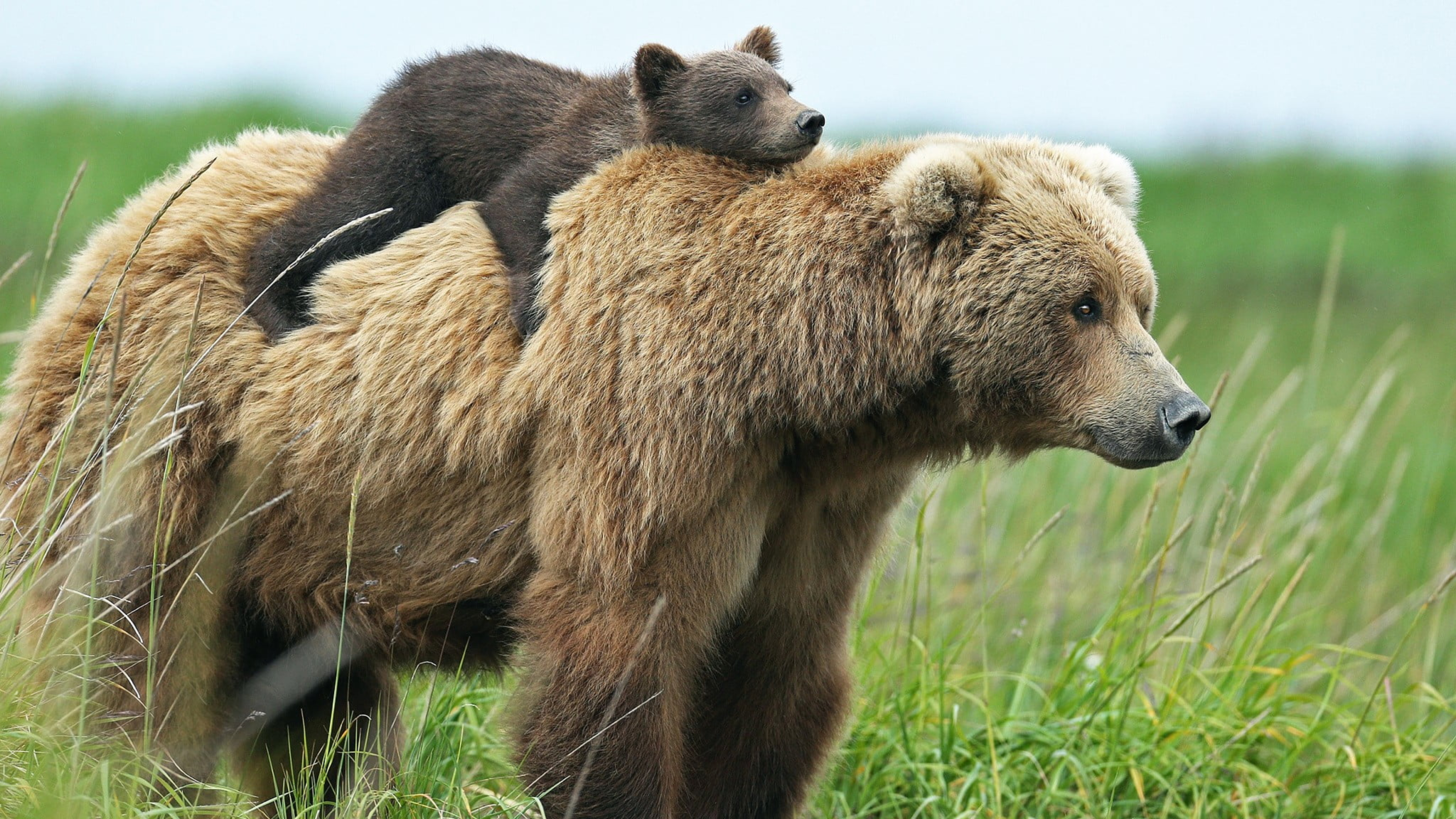 Мамы диких животных