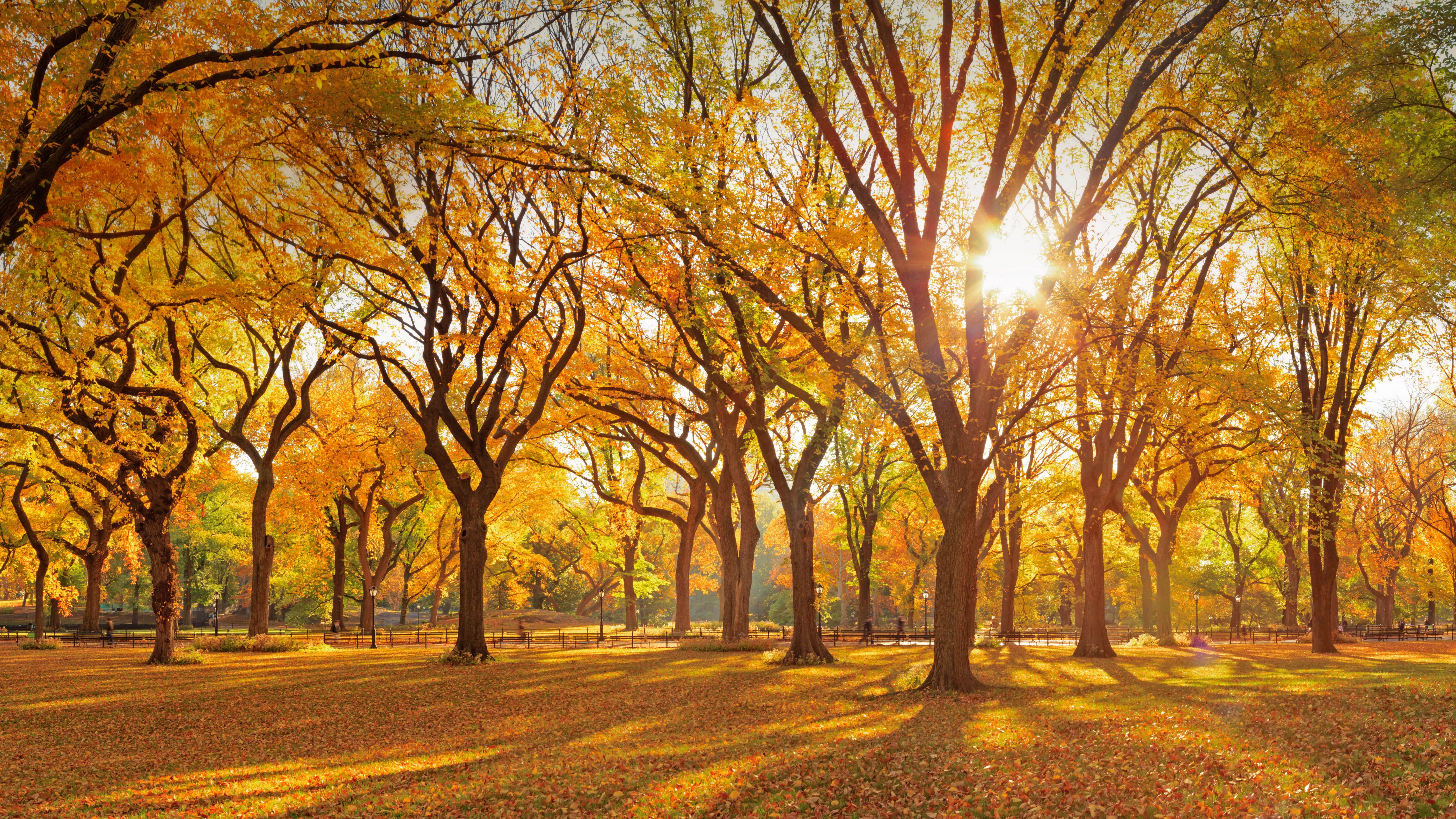 Autumn us. Осенний парк США. Осенний Нью Йорк. Осень в Нью-Йорке обои. Осень в Америке обои.