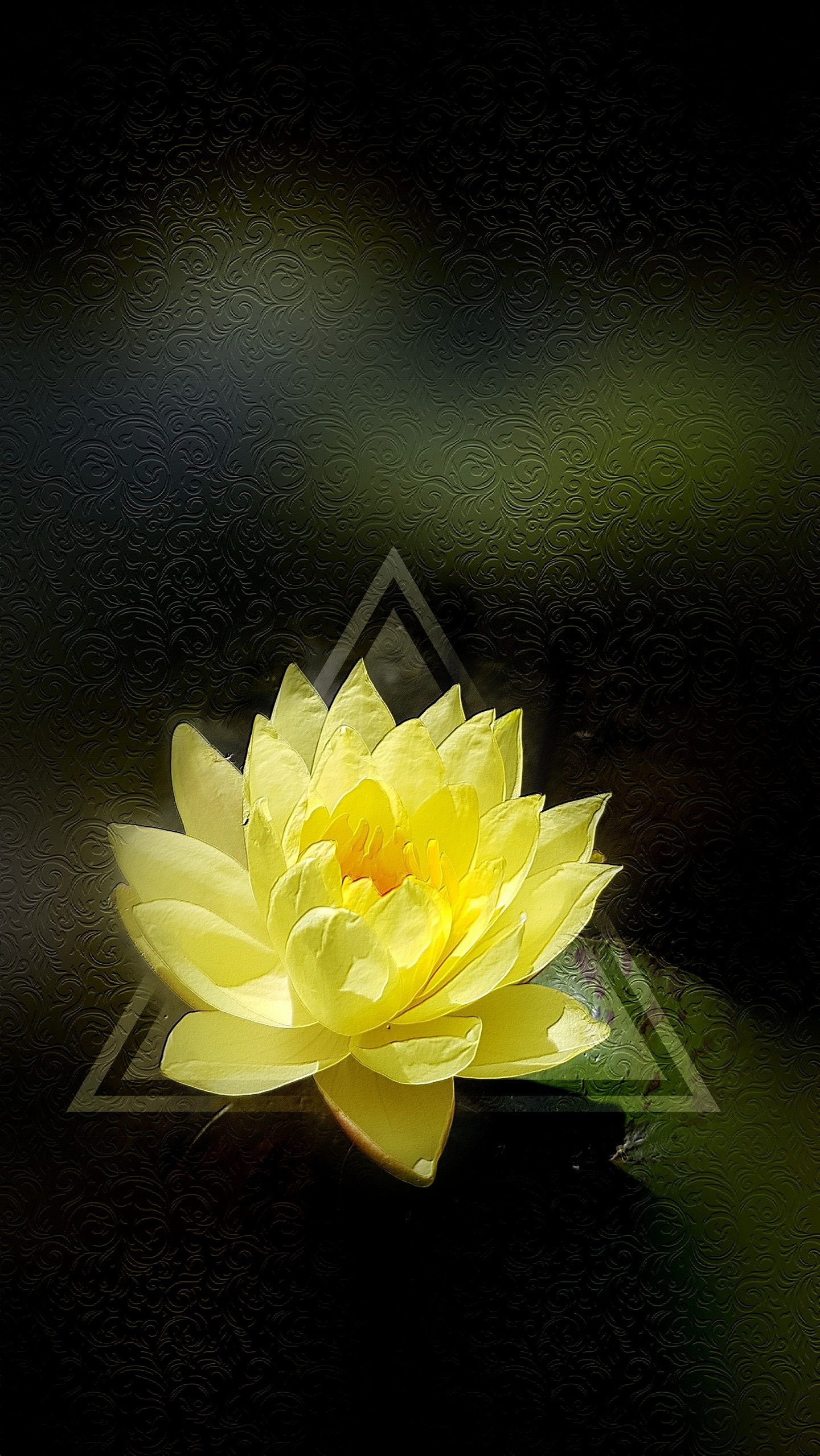 lotus, nucifera