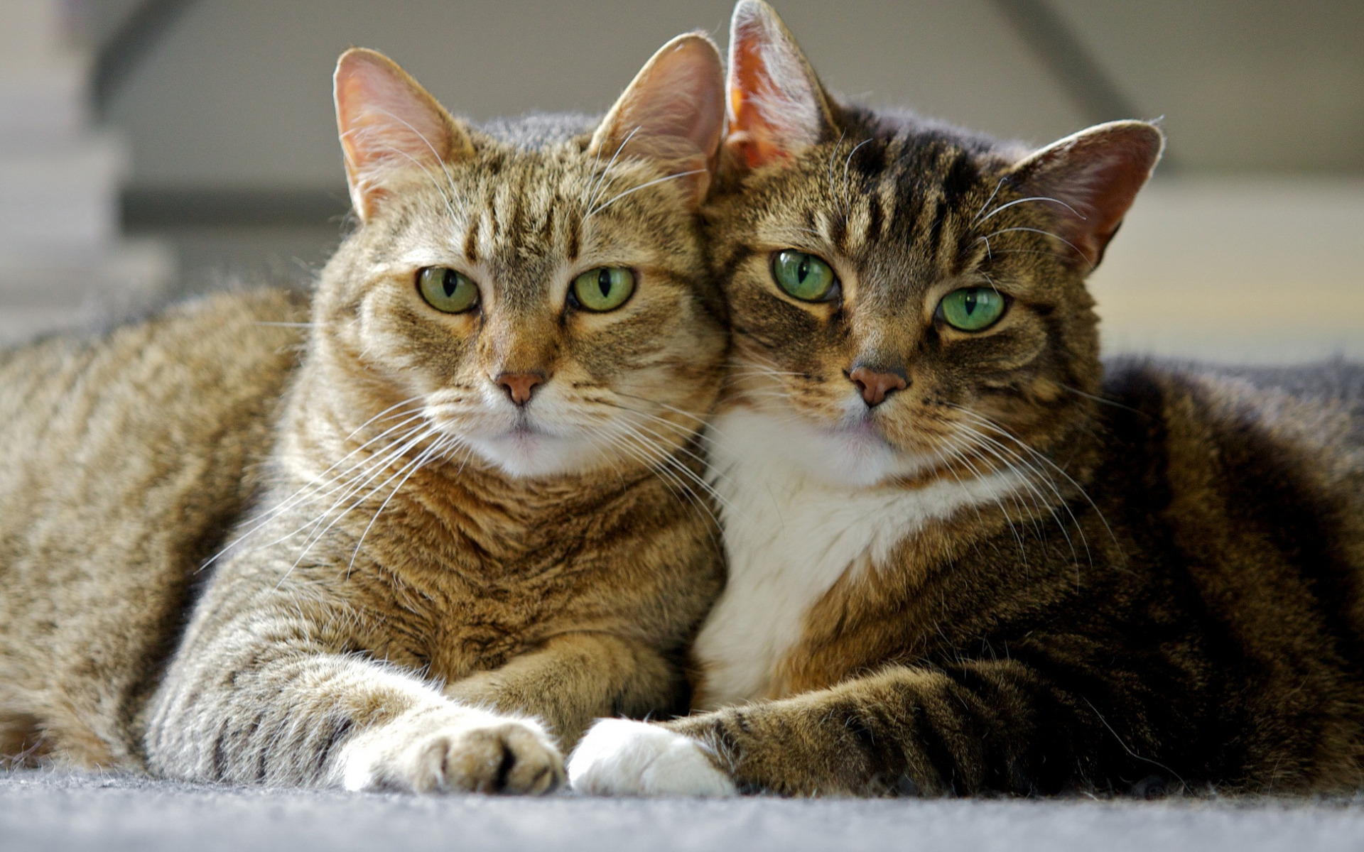 кот, пара, коты