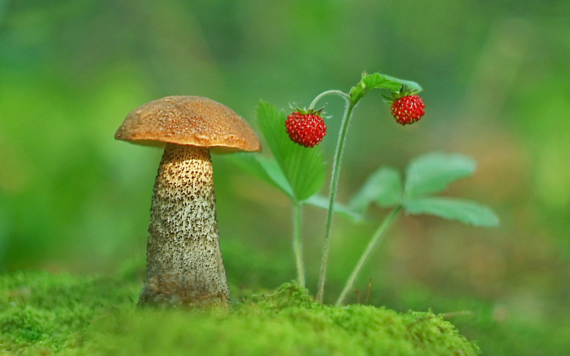 mushroom