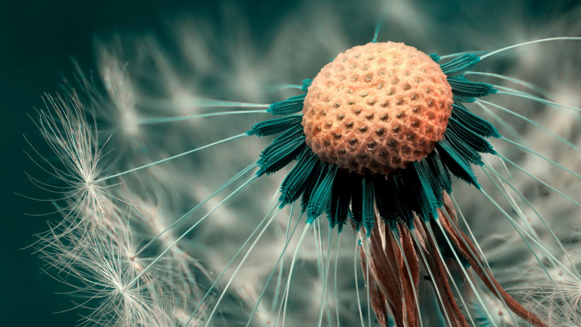 одуванчик, alive, makryi