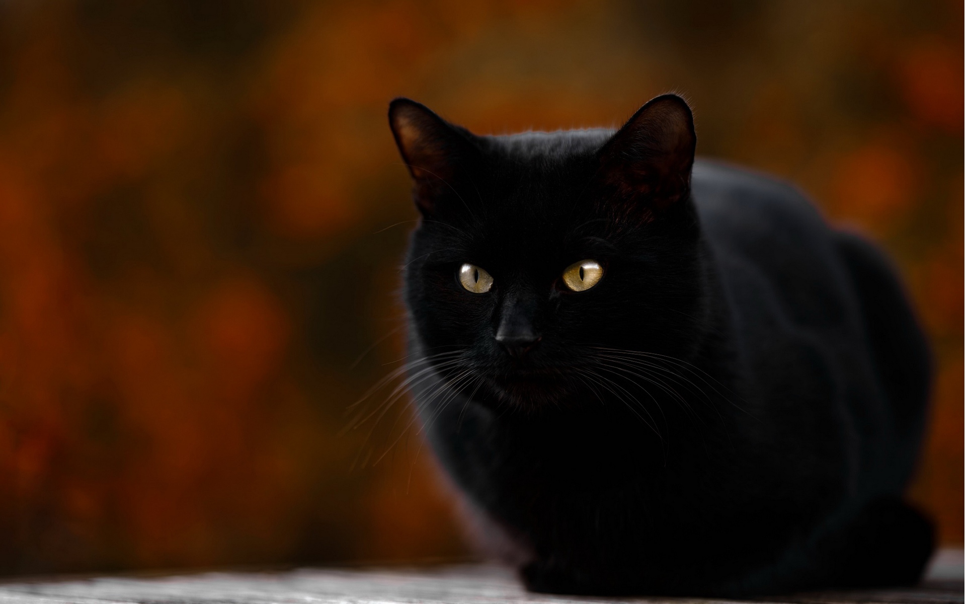 кот, черная, взгляд