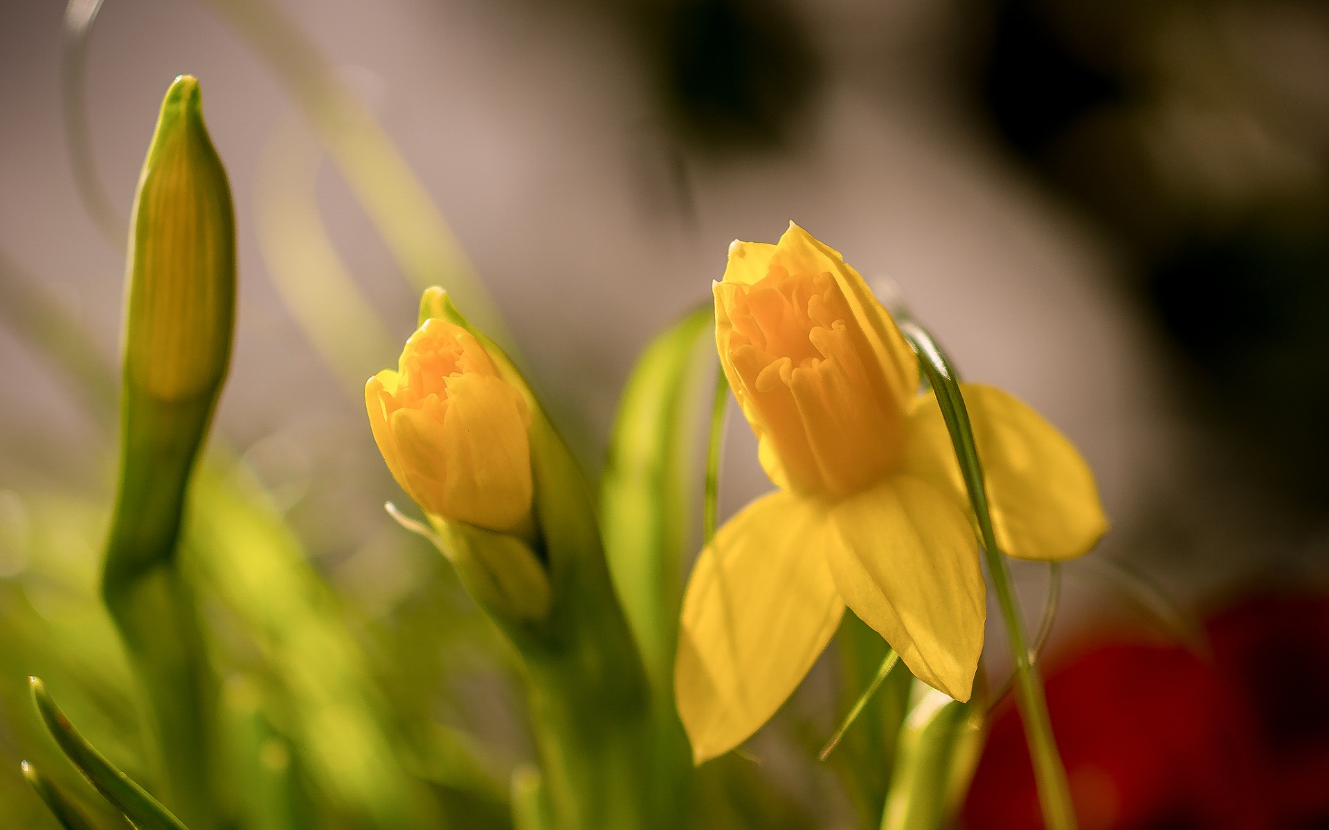 бутон, нарцисс, daffodil