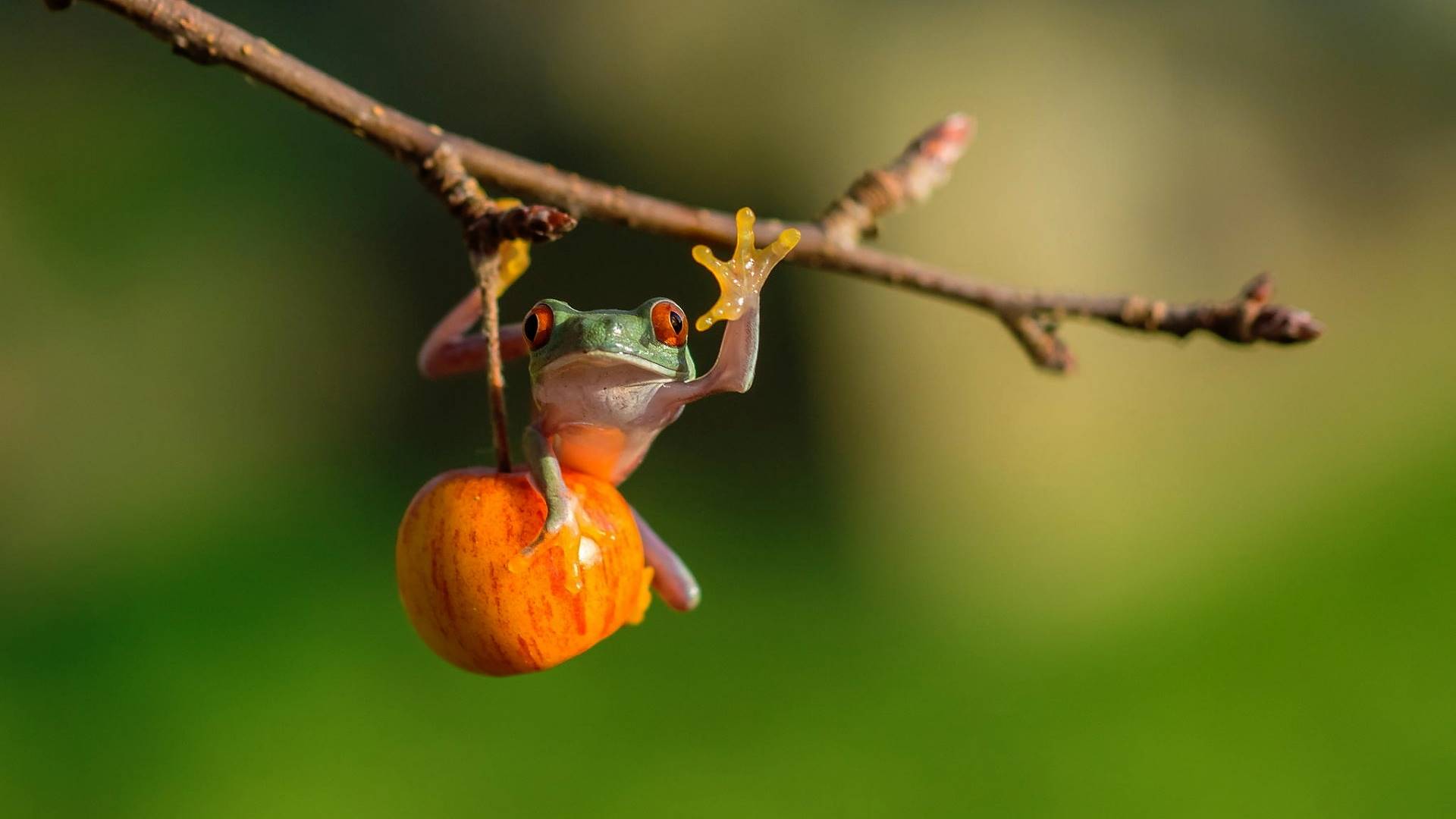 zhaba, лягушка