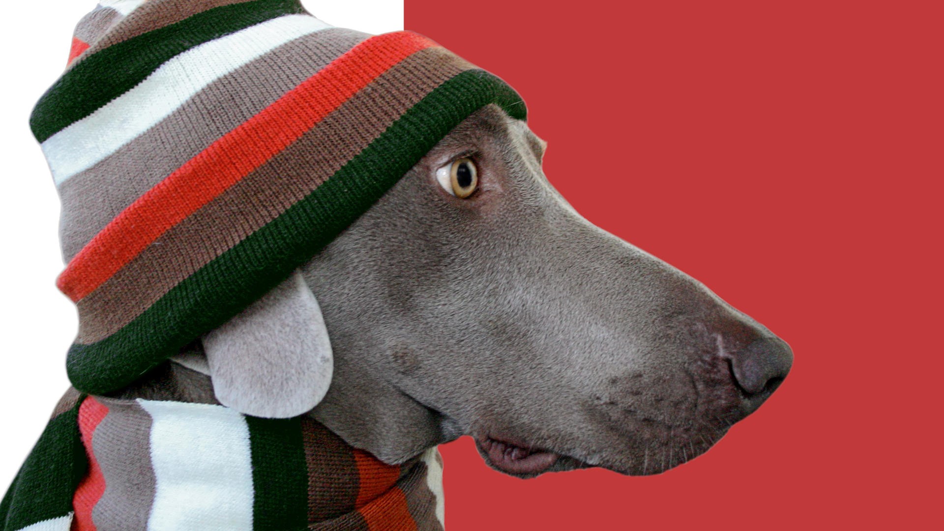 кобака, веймаран, животное