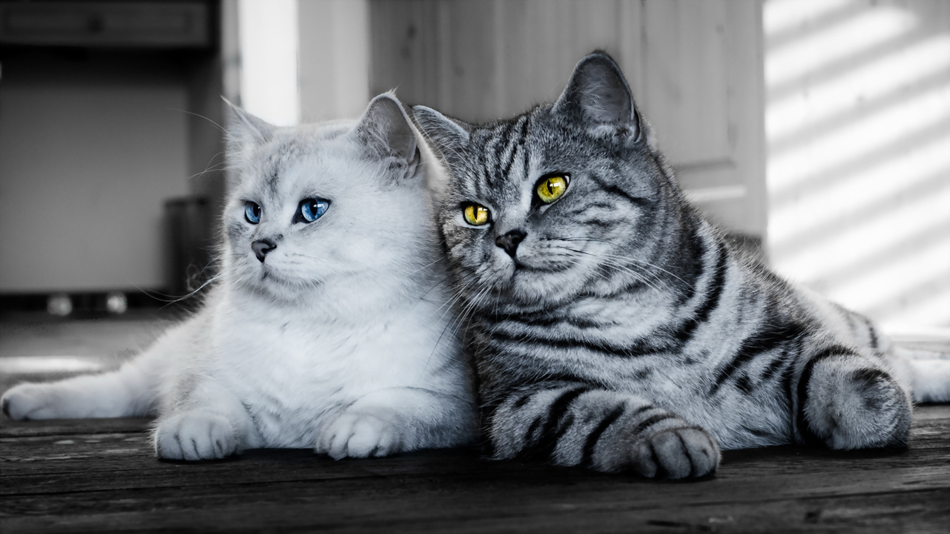 смотри, животни
