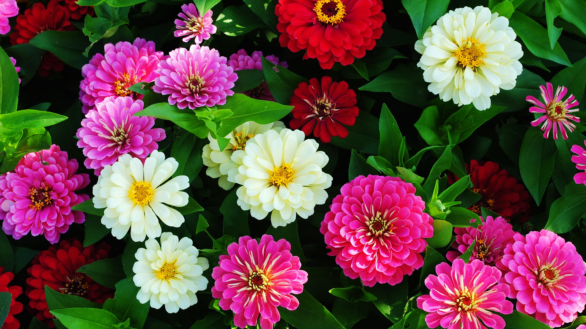 zinnia, который, семя