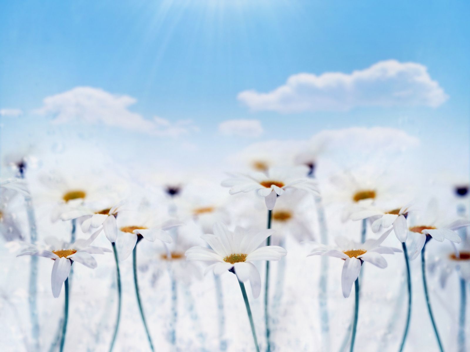 желтый, белый, зеленый